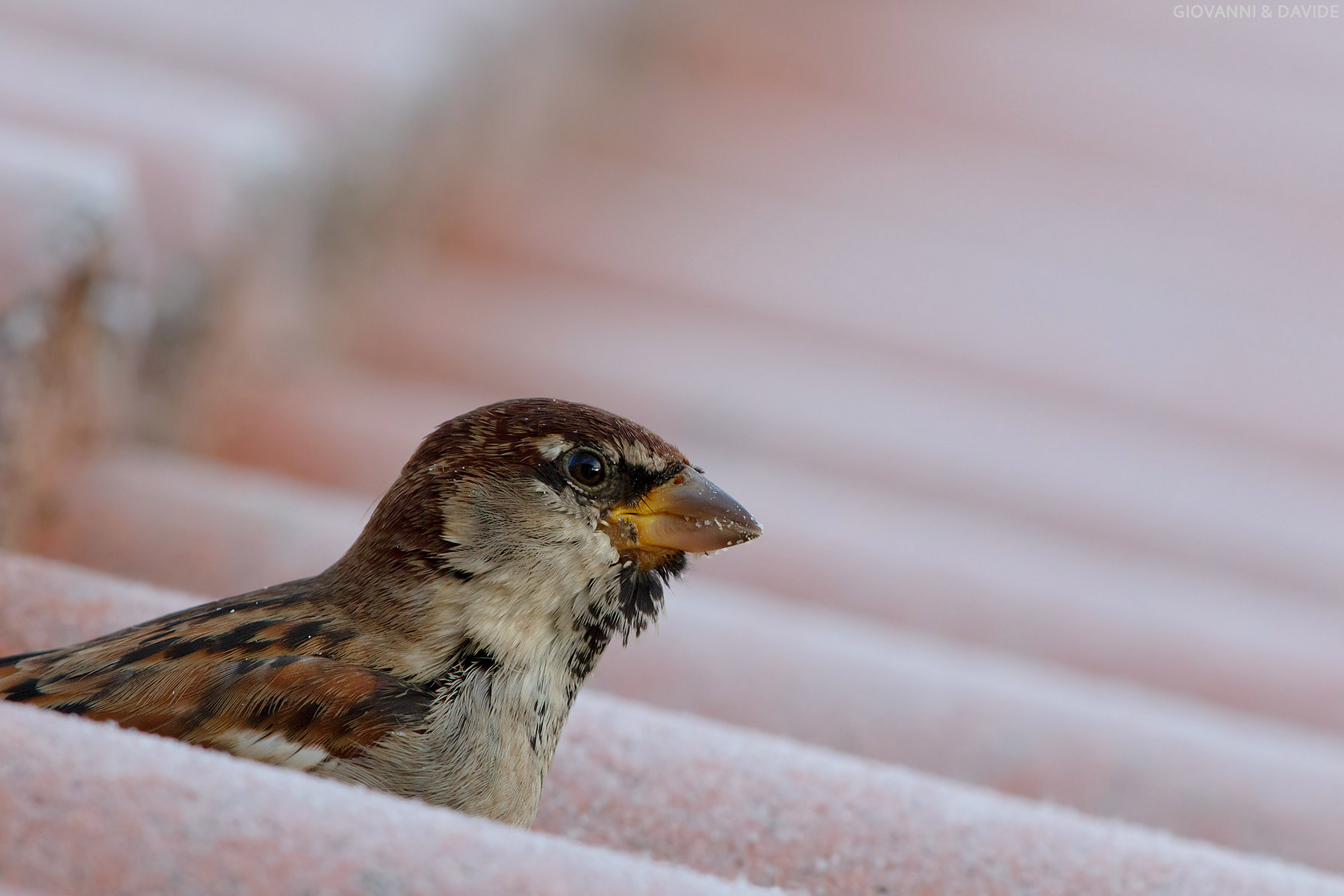 ... Between the roofs...