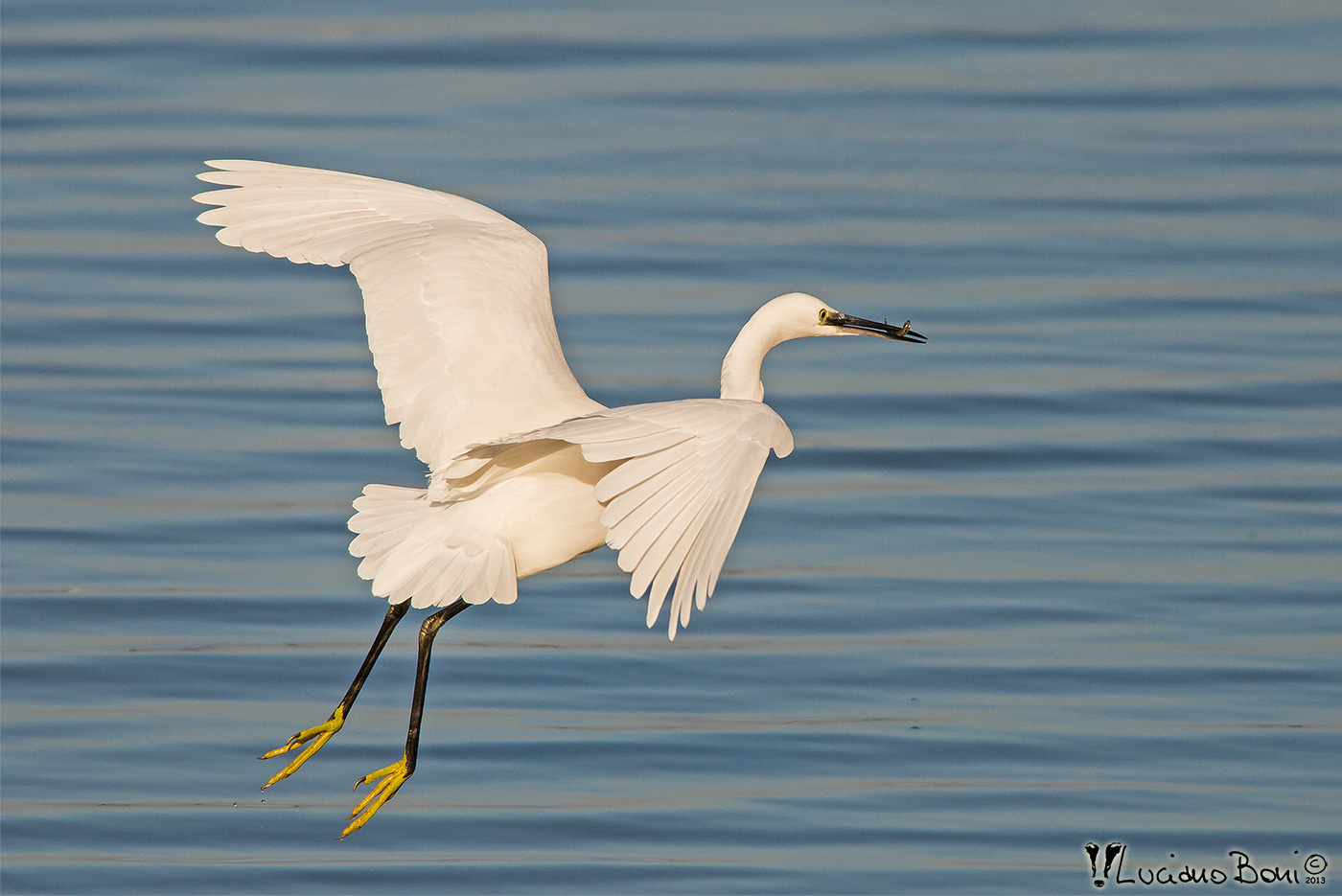 Egret