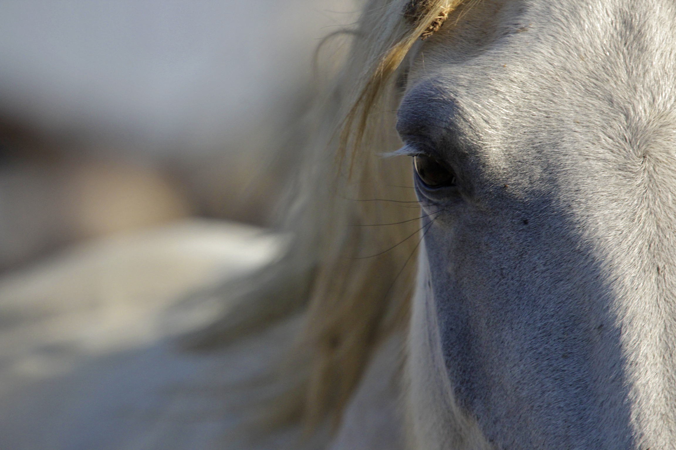 Camargue.....cavallo selvatico