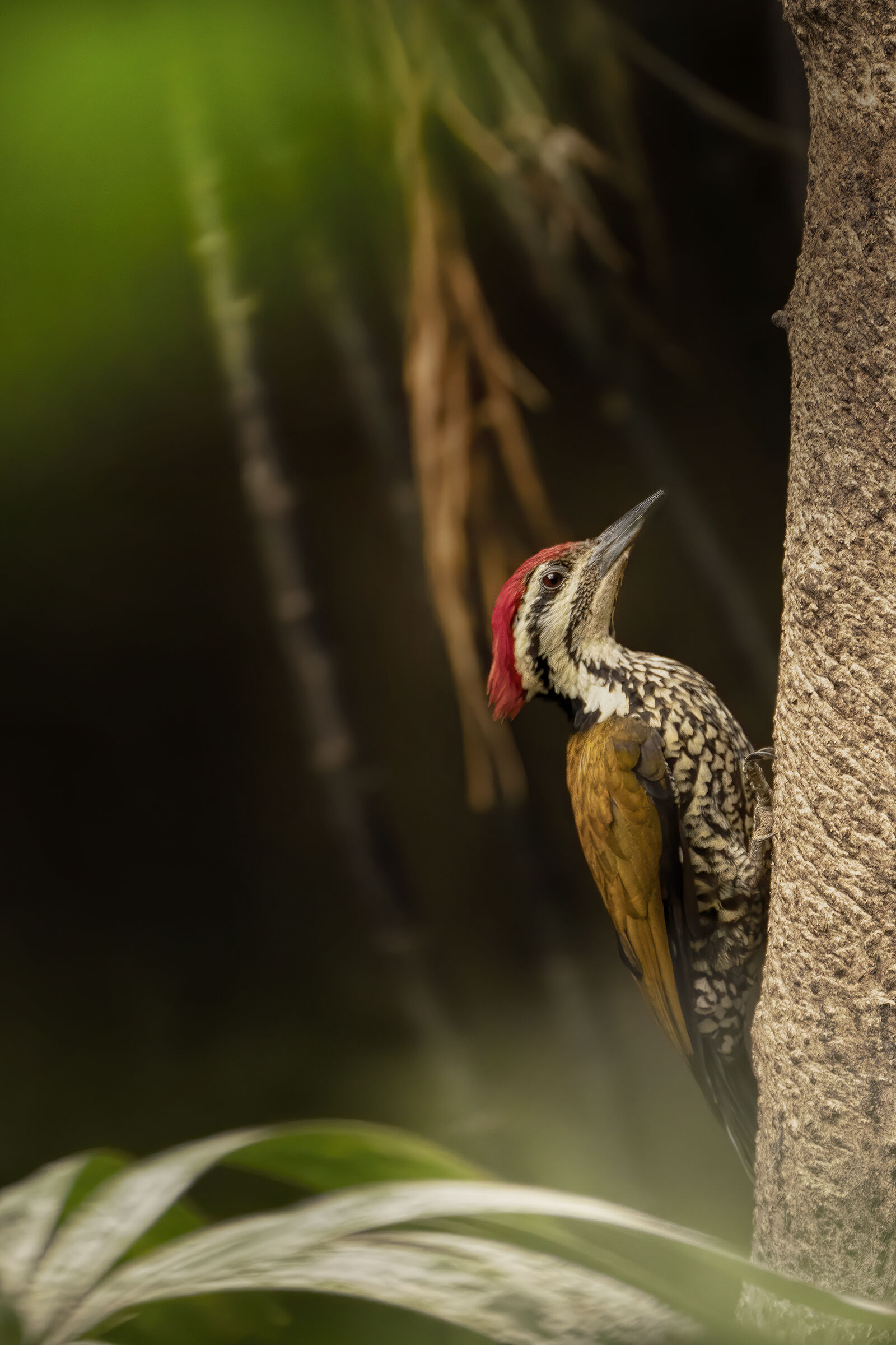 the common flameback (Dinopium javanense)