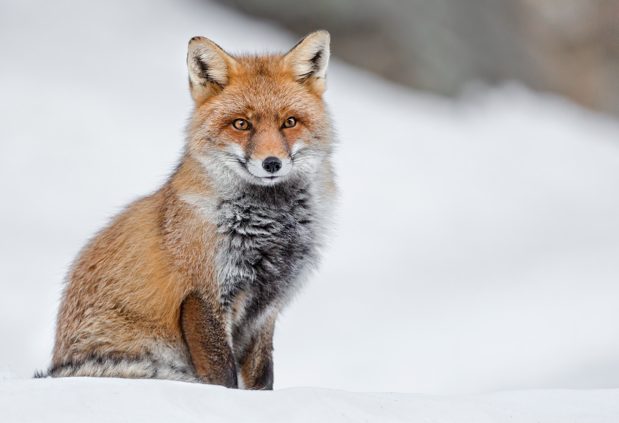 Softly fox