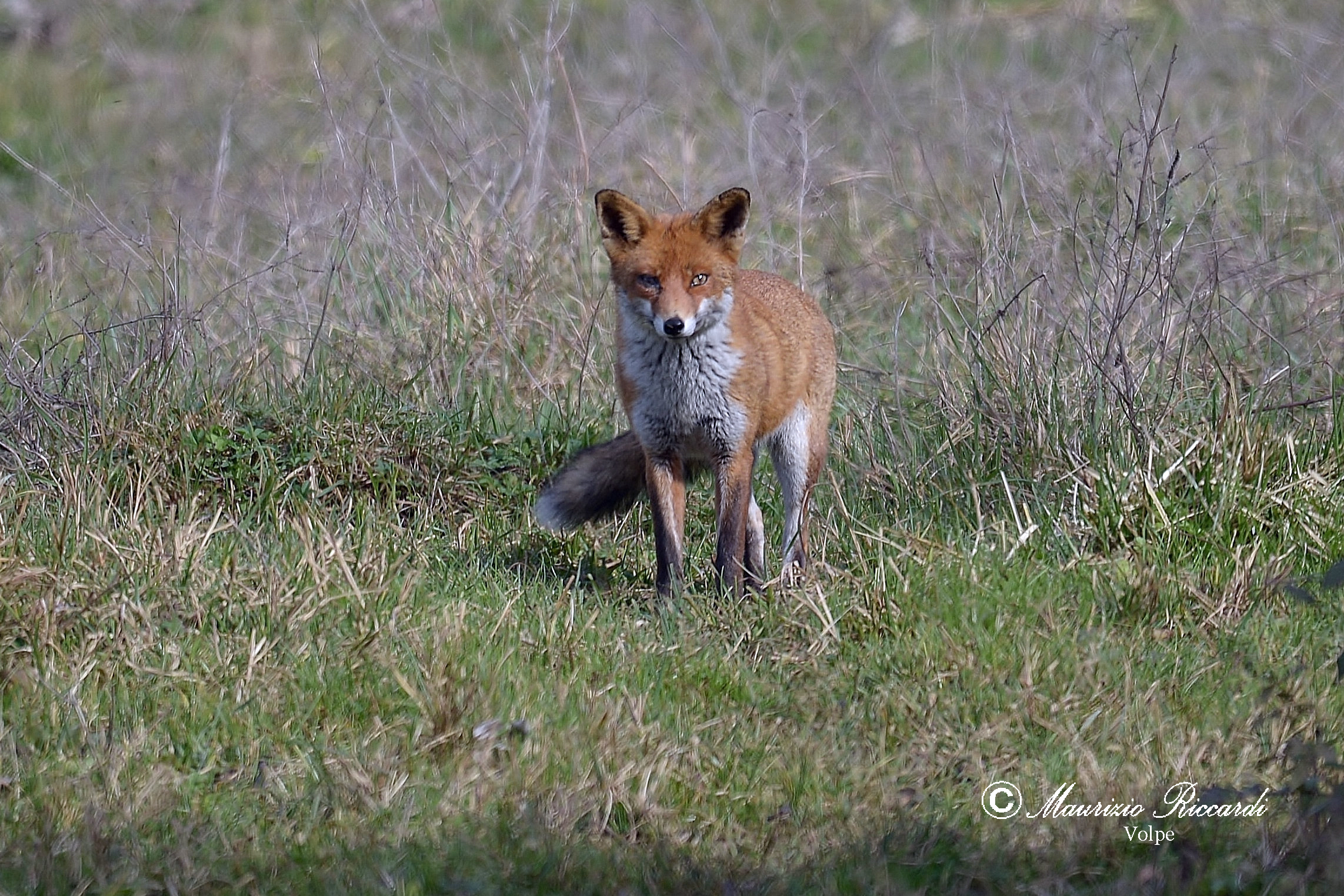 Volpe
