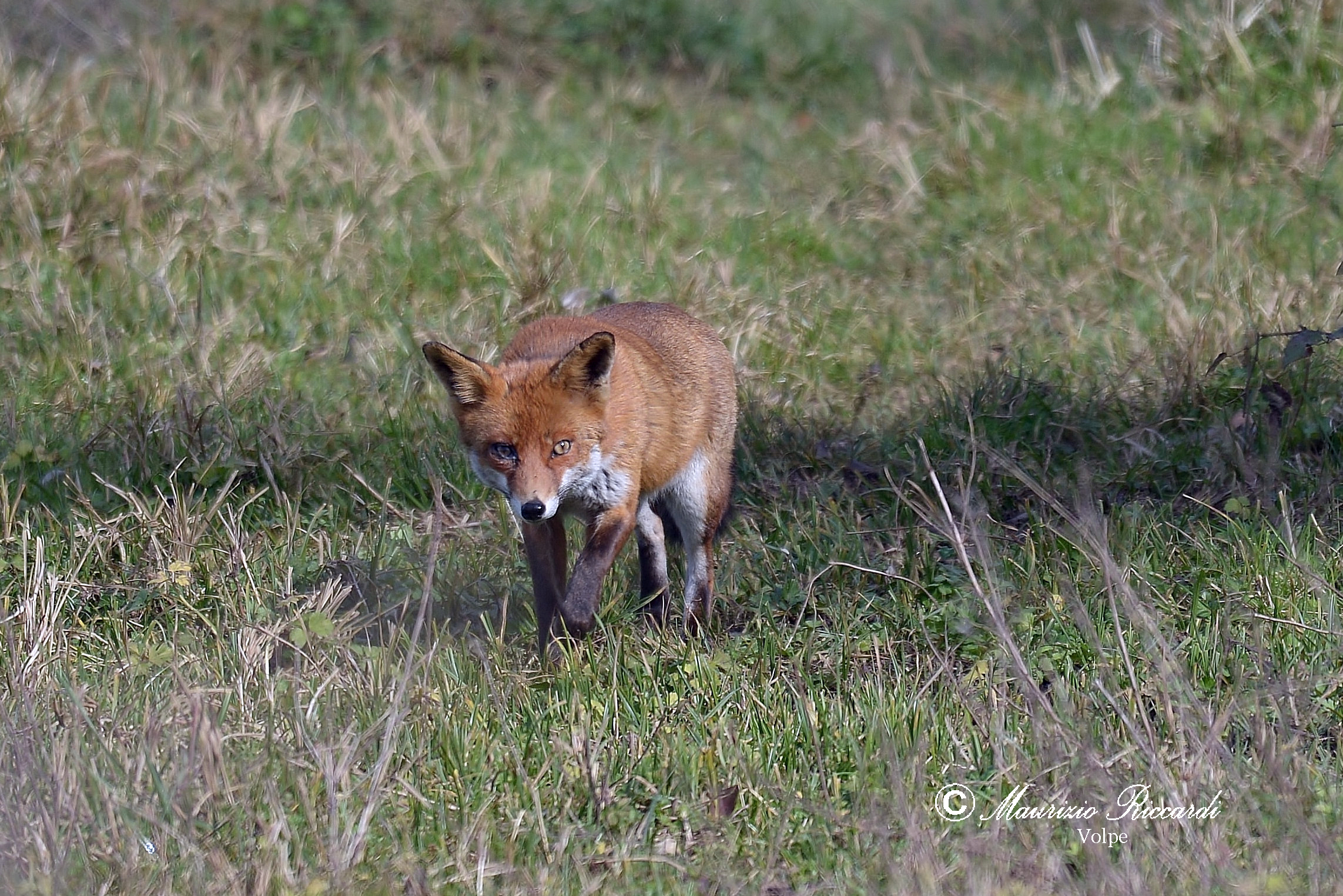 Volpe