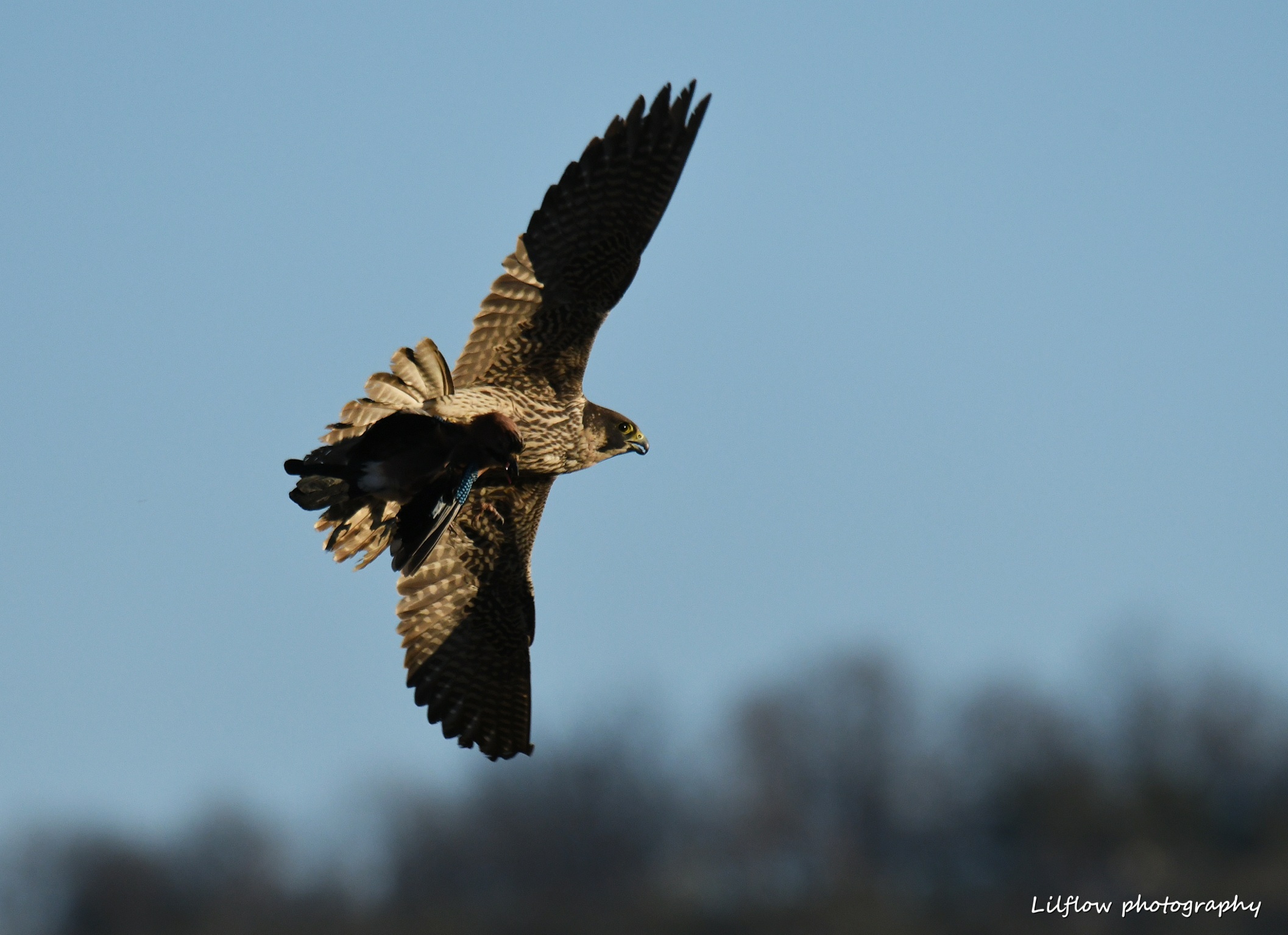 Pellegrino con la preda