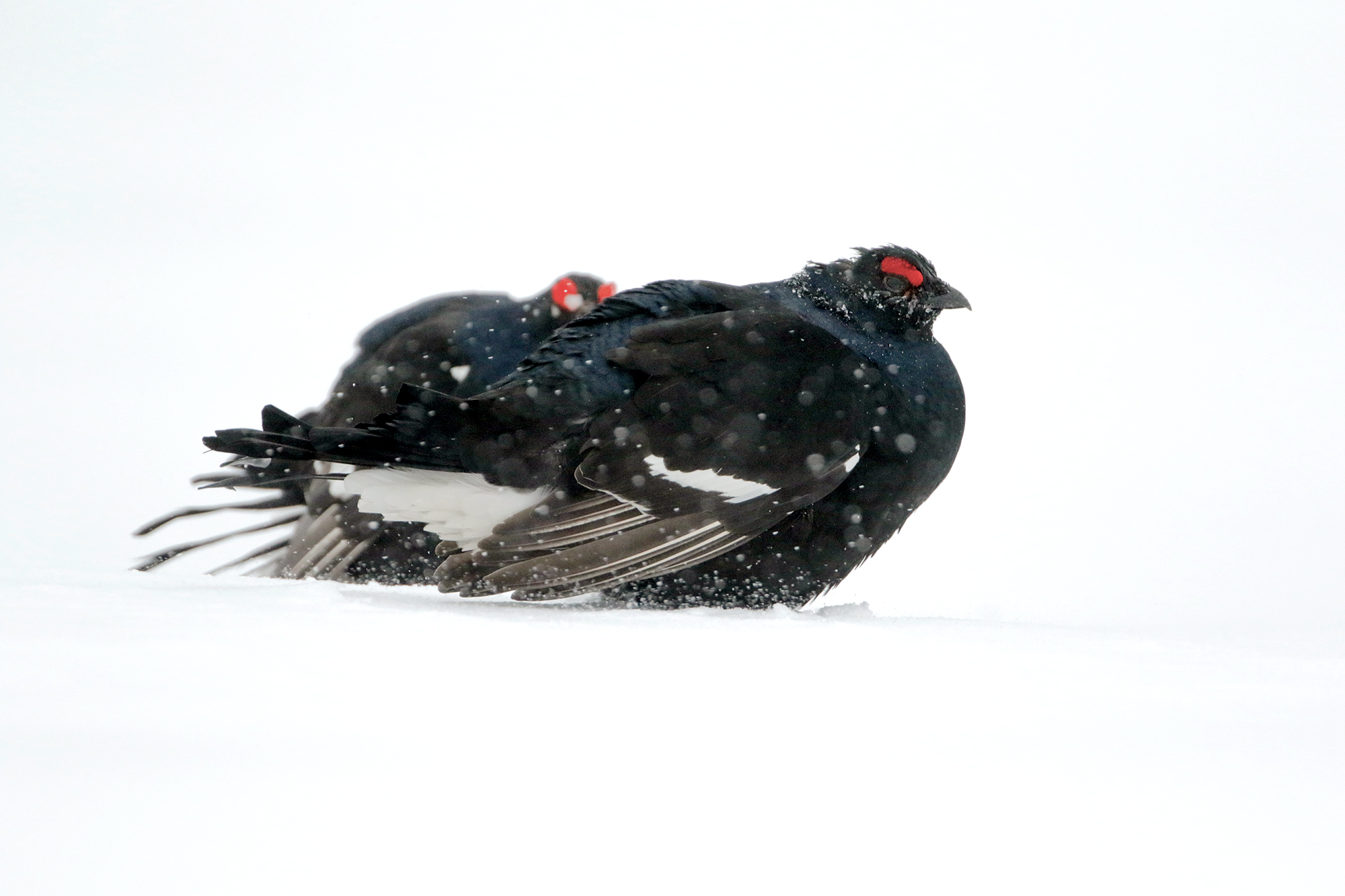 under abundant snowfall, roosters stoves