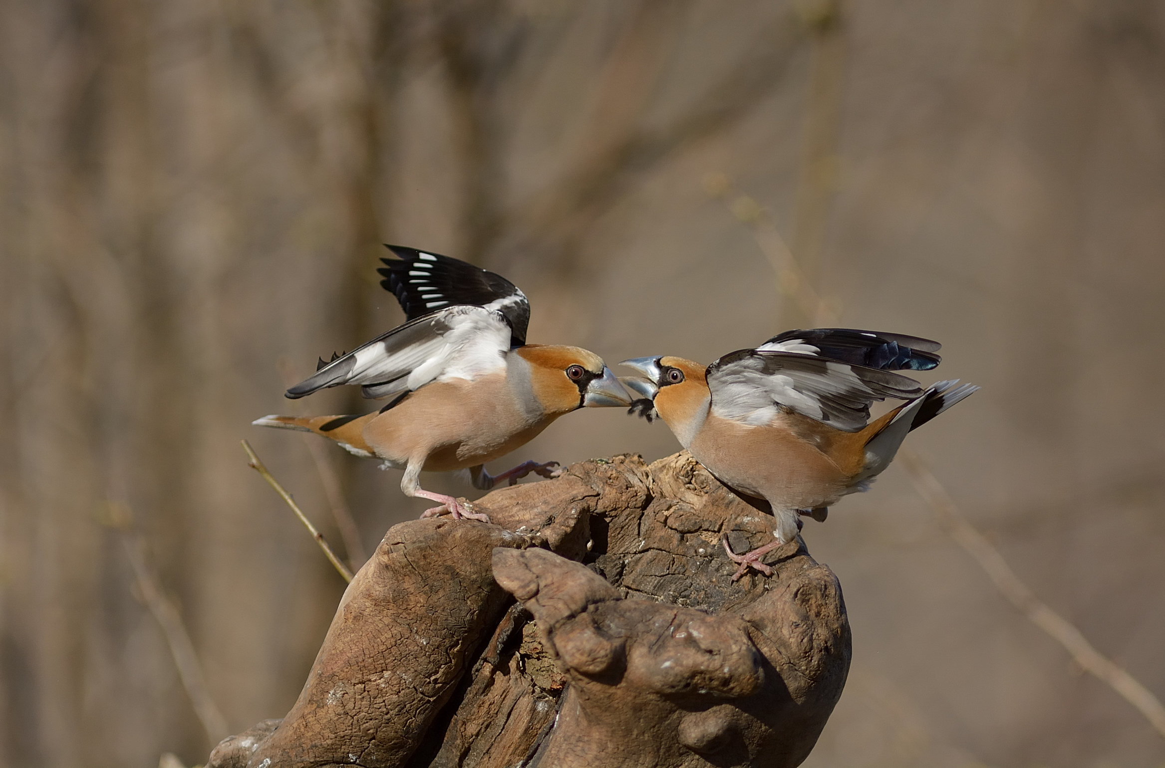 I'll rip your feathers!!