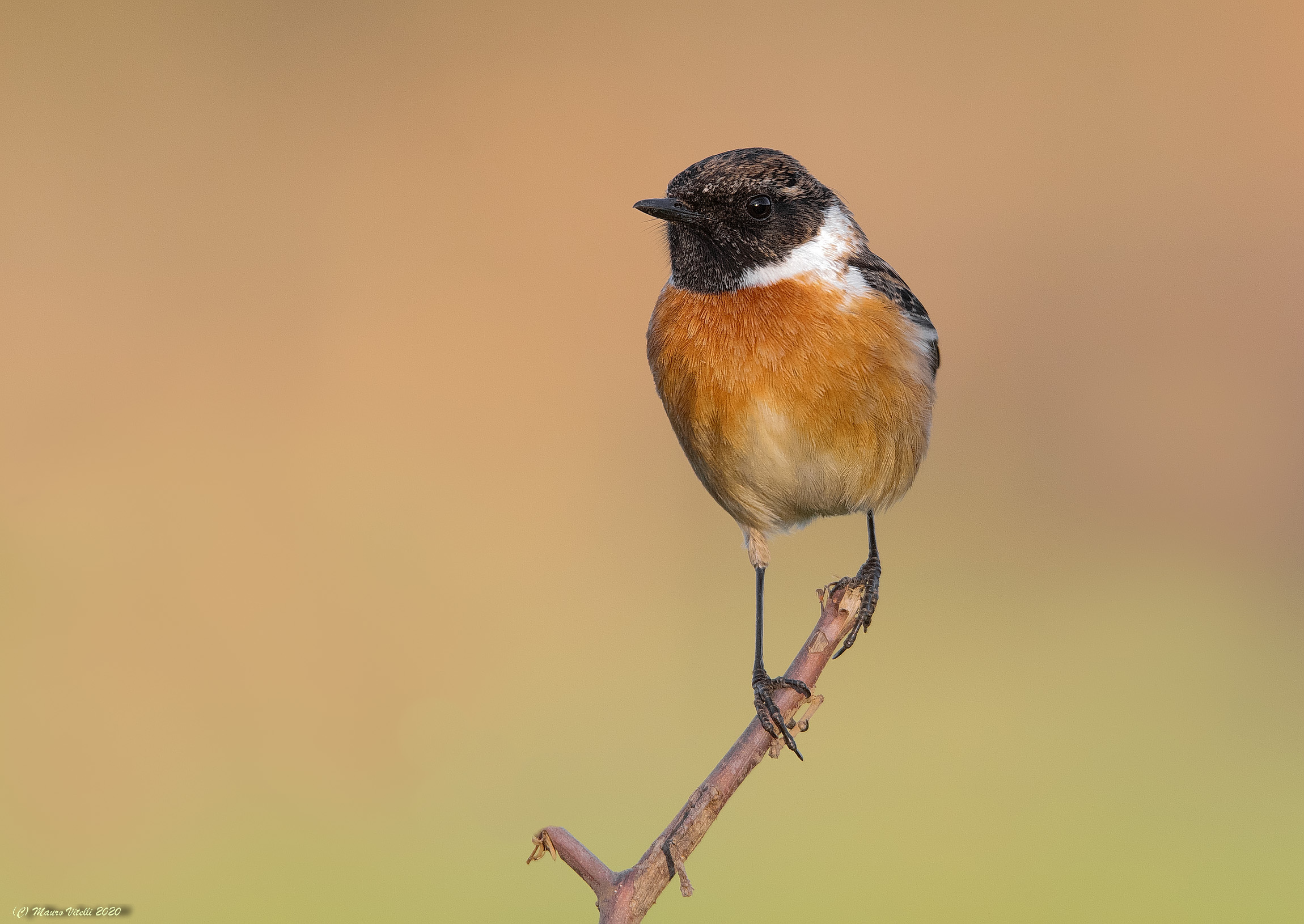 Saltimpalo (Saxicola torquatus)
