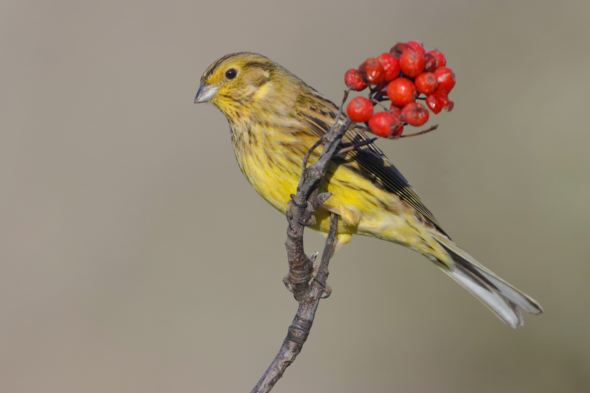 the chess and the yellow cheekbone