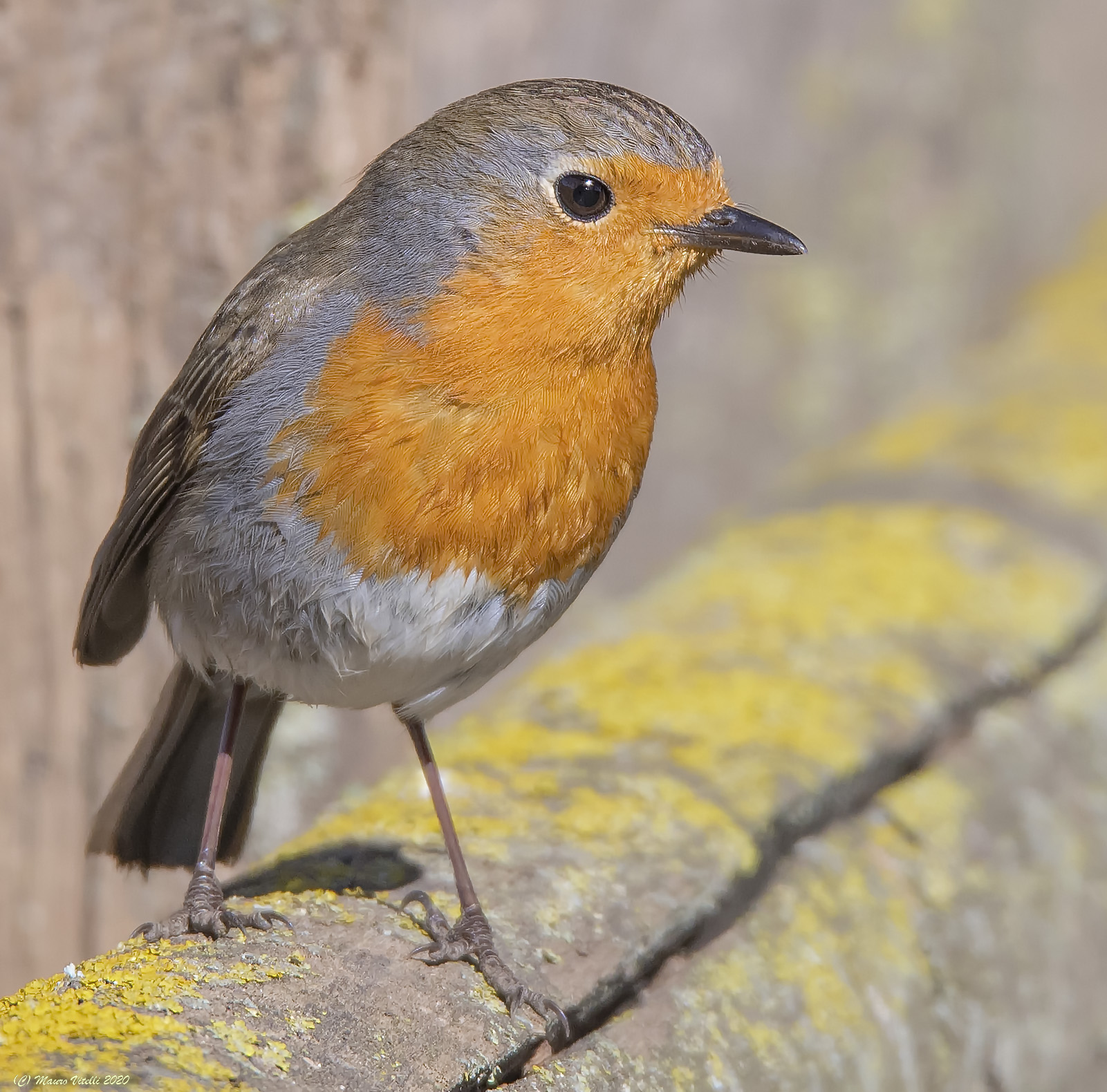 Robin (Erithacus rubecula)