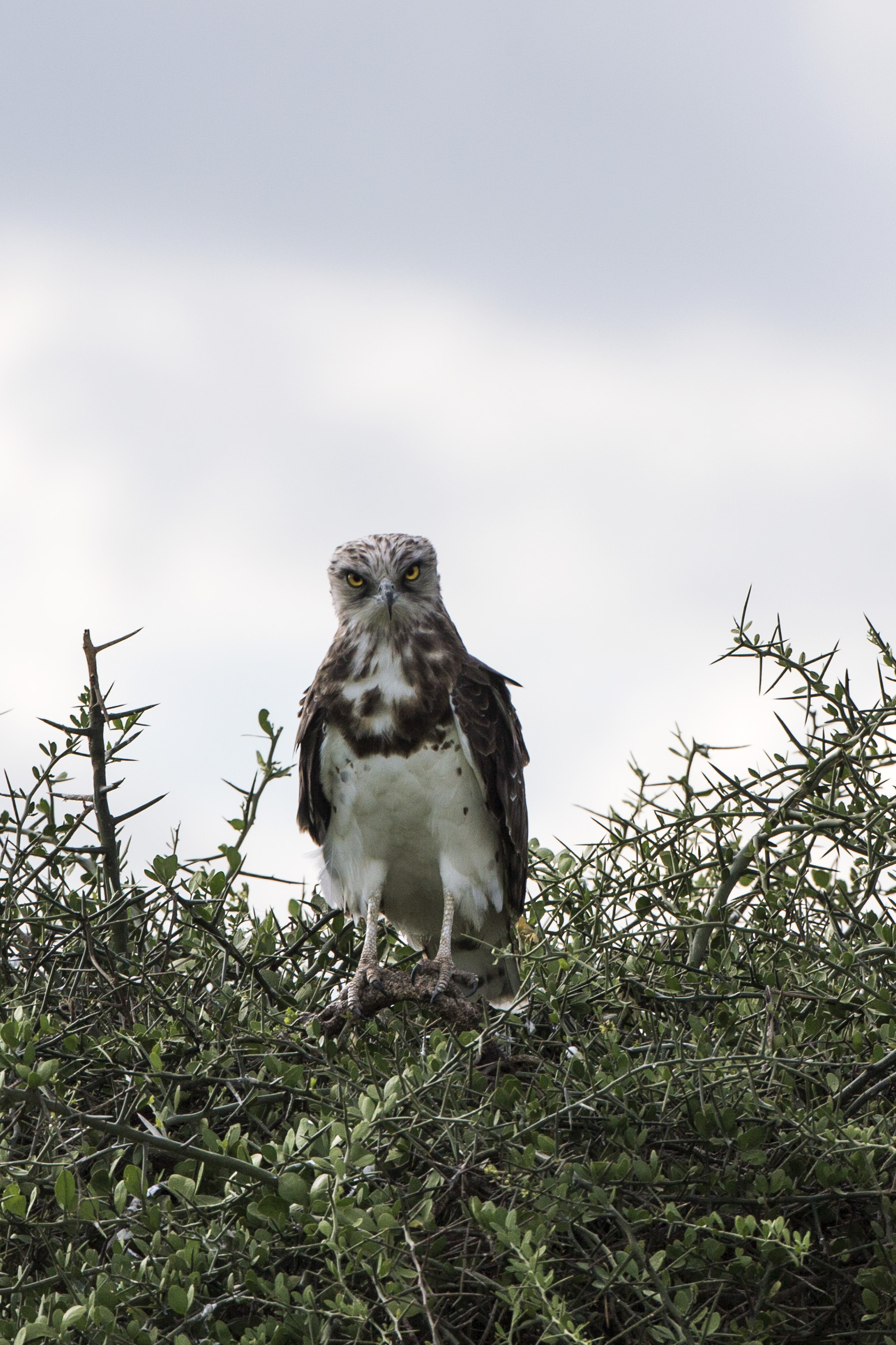 Giovane aquilotta (identificazione non riuscita...)