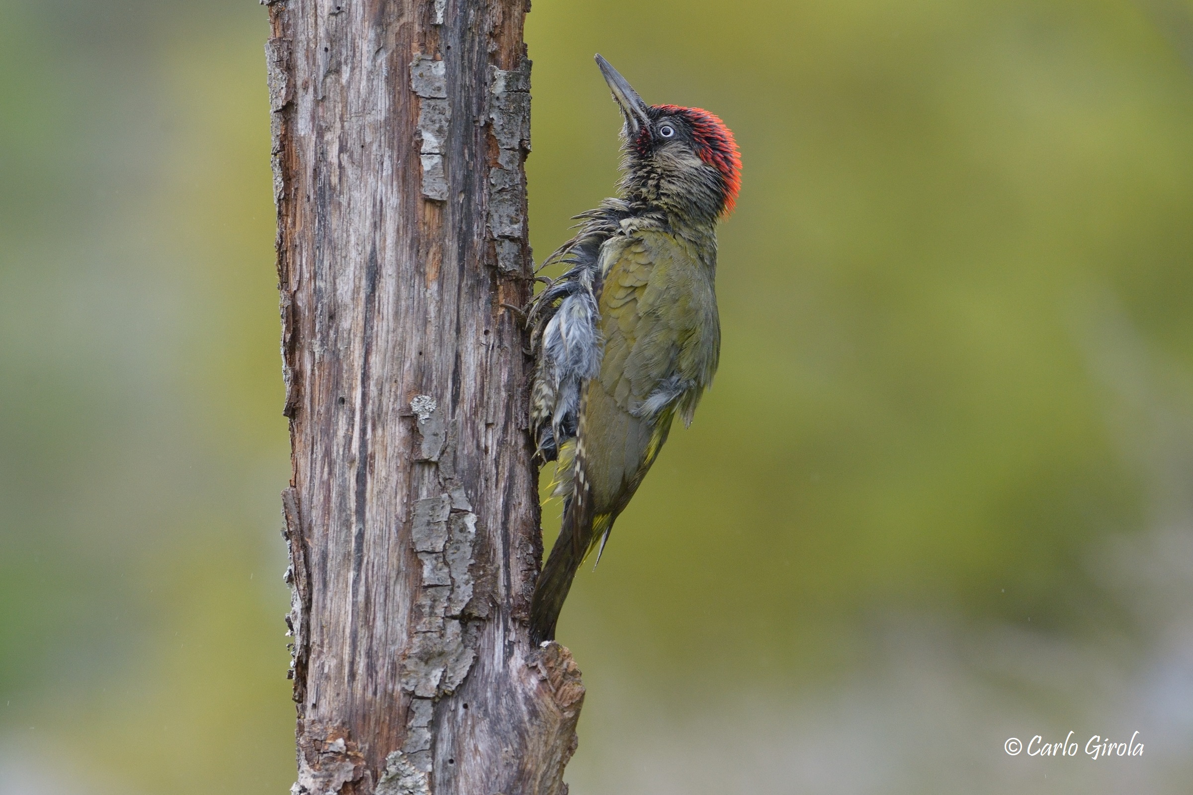 Green woodpecker (Picus viridis)