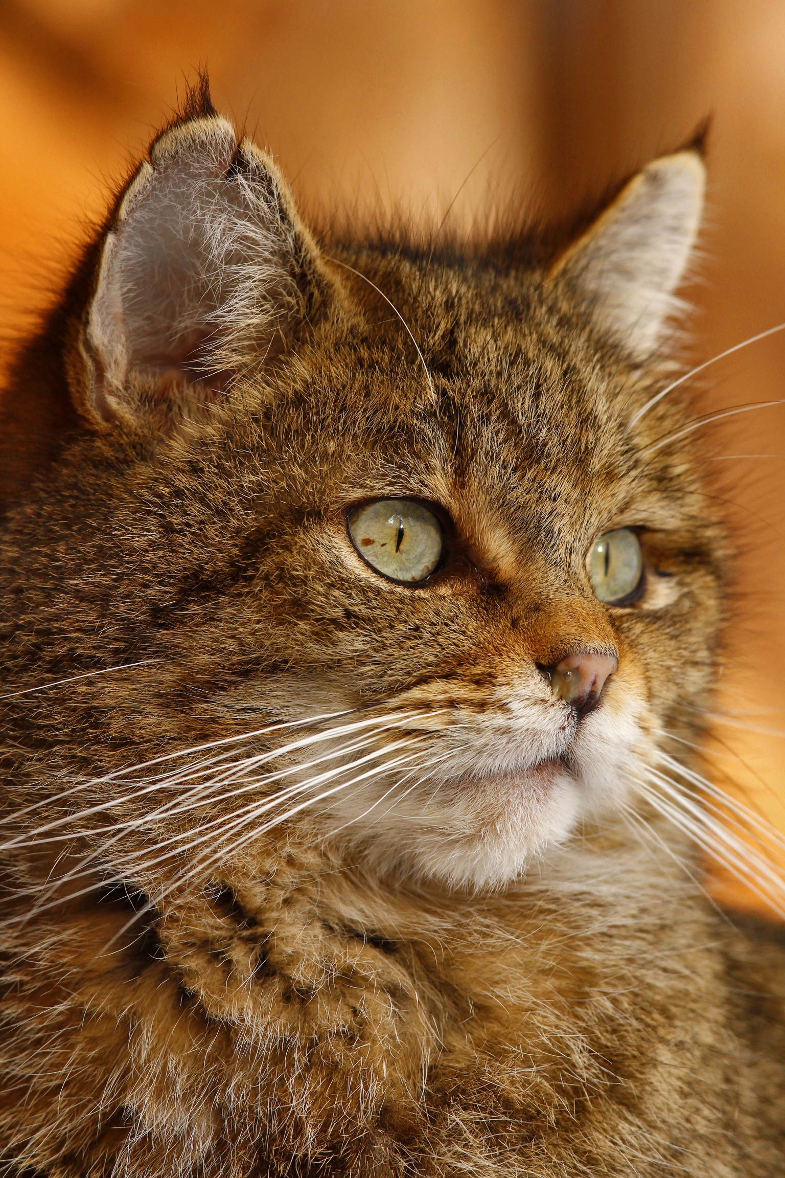 Gatto selvatico.....maschio