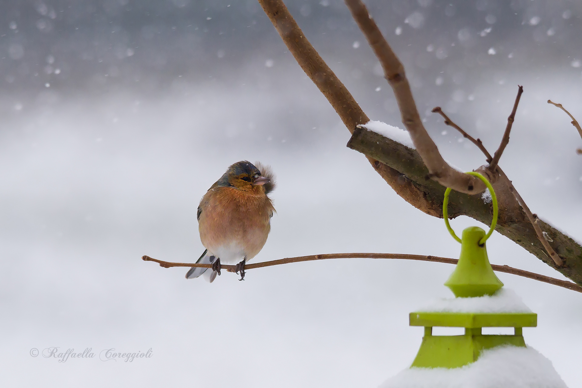 Il Fringuello e la neve