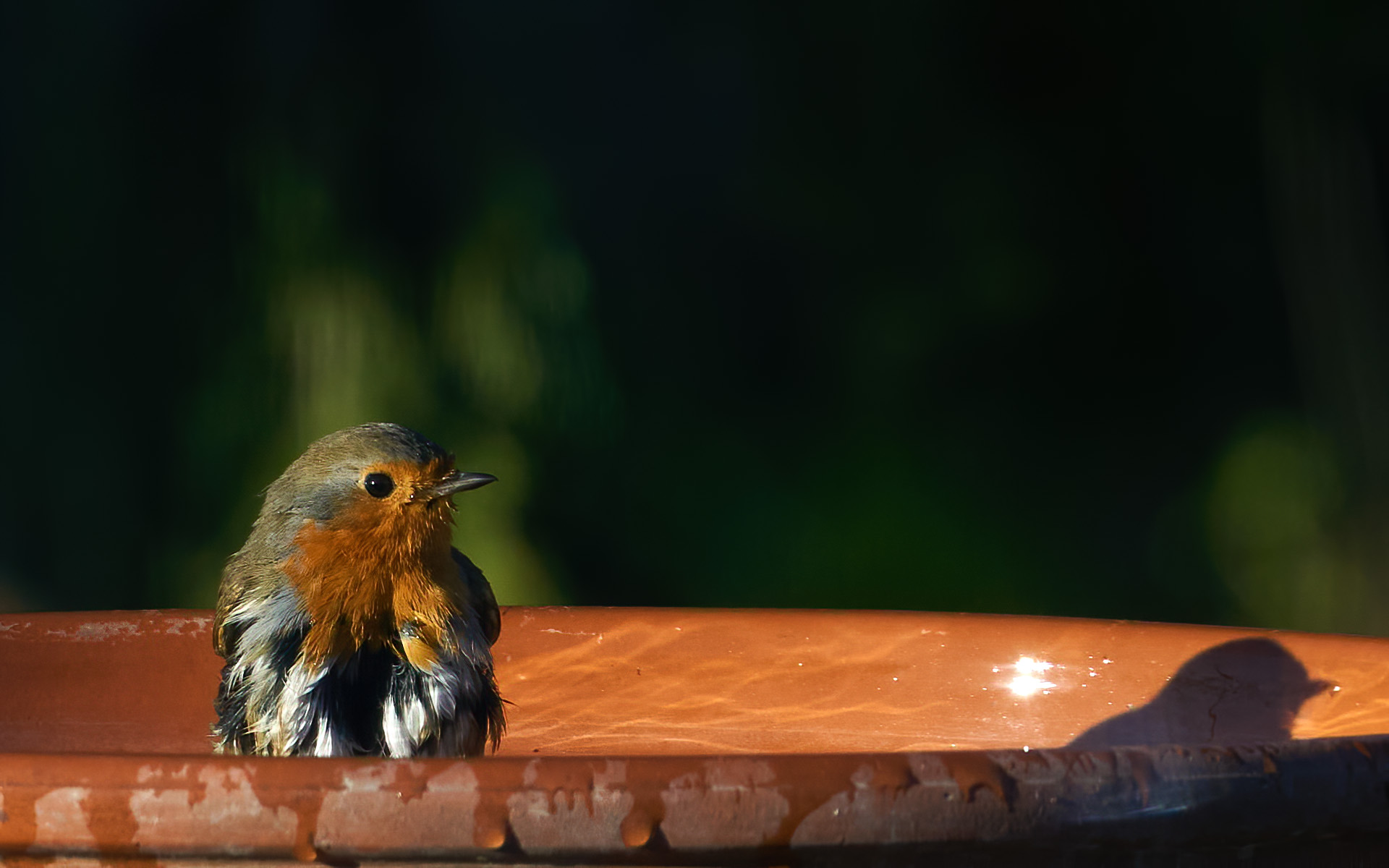 Pettirosso dopo il bagno