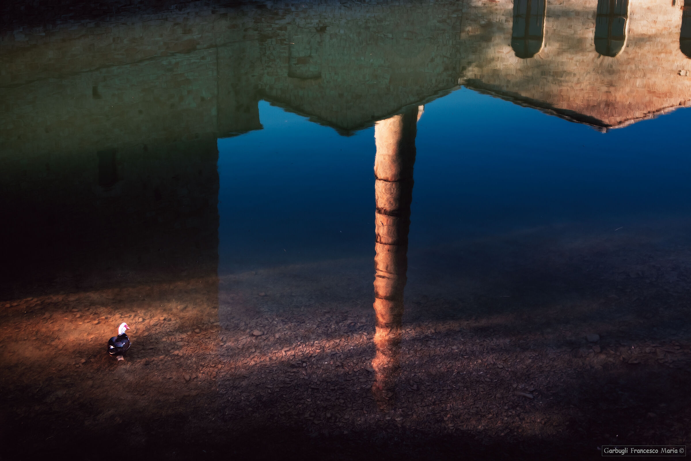 Reflection with the mute goose