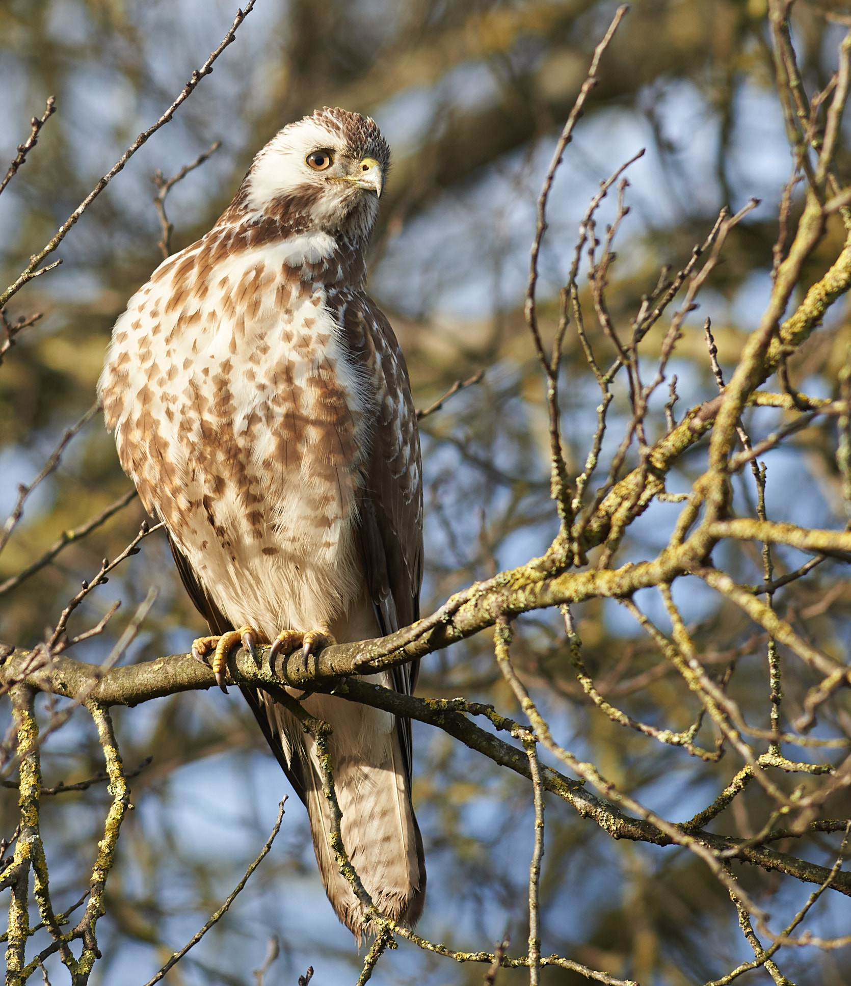 Buzzard comune europeo