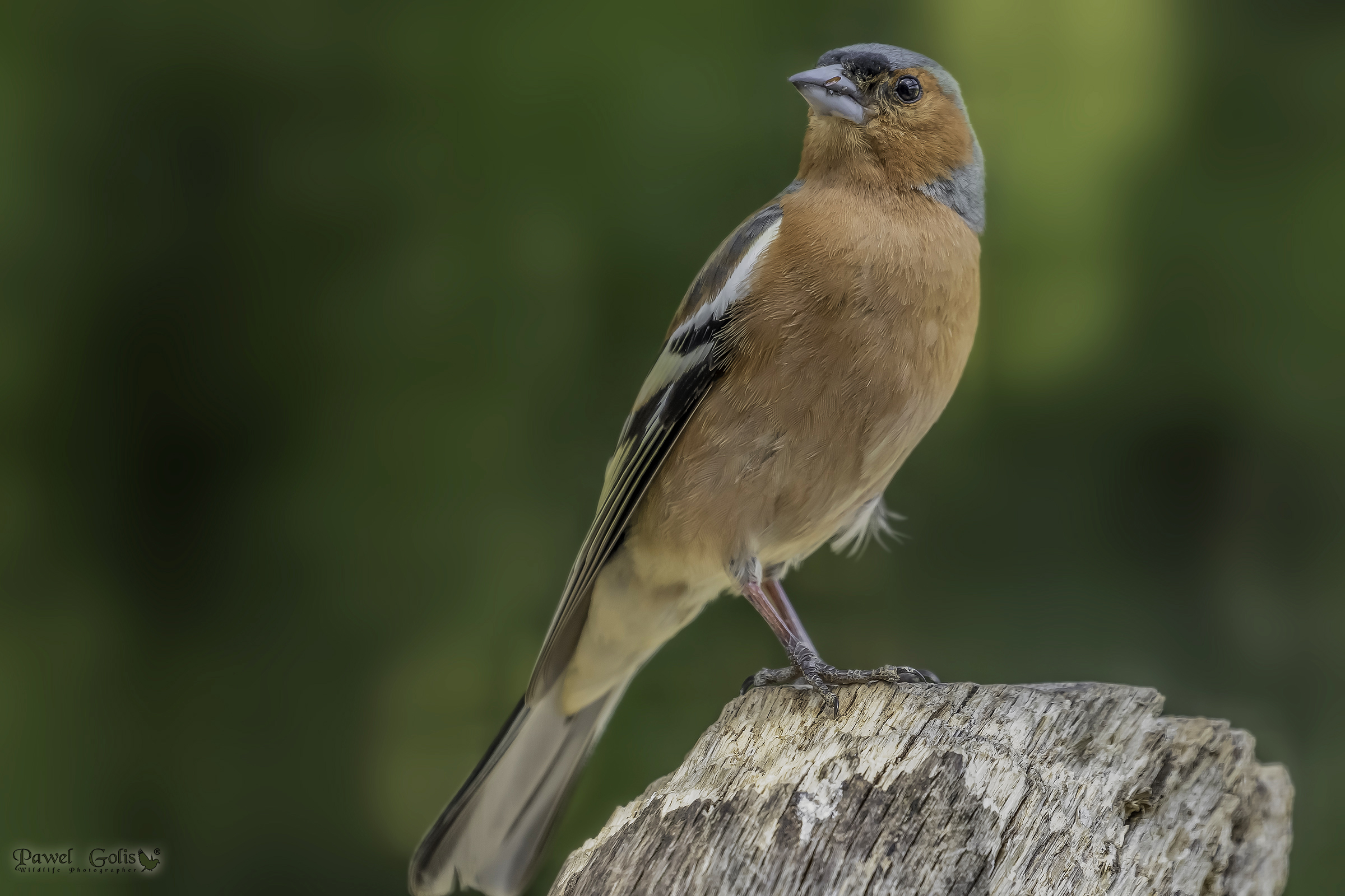 Chaffinch comune (Fringilla coelebs)