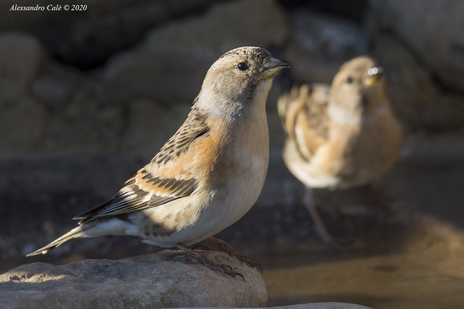 Fringilla montifringilla (Peppola) 6325
