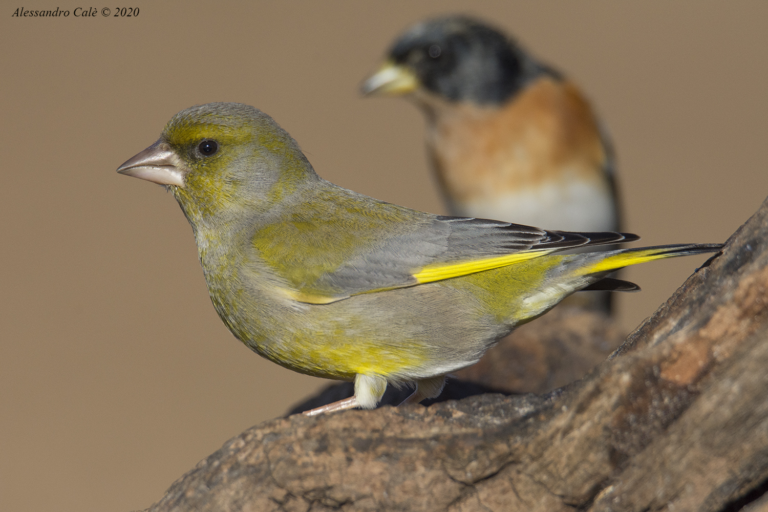 Carduelis chloris (Verdone) 5720