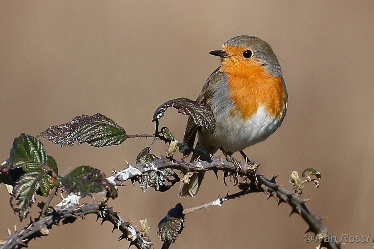 Robin