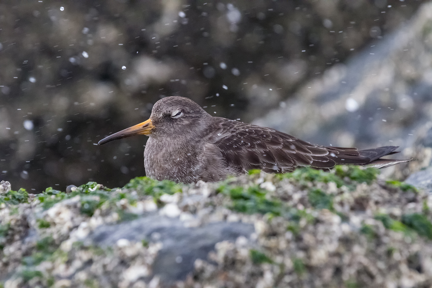 violet rainduring during the storm