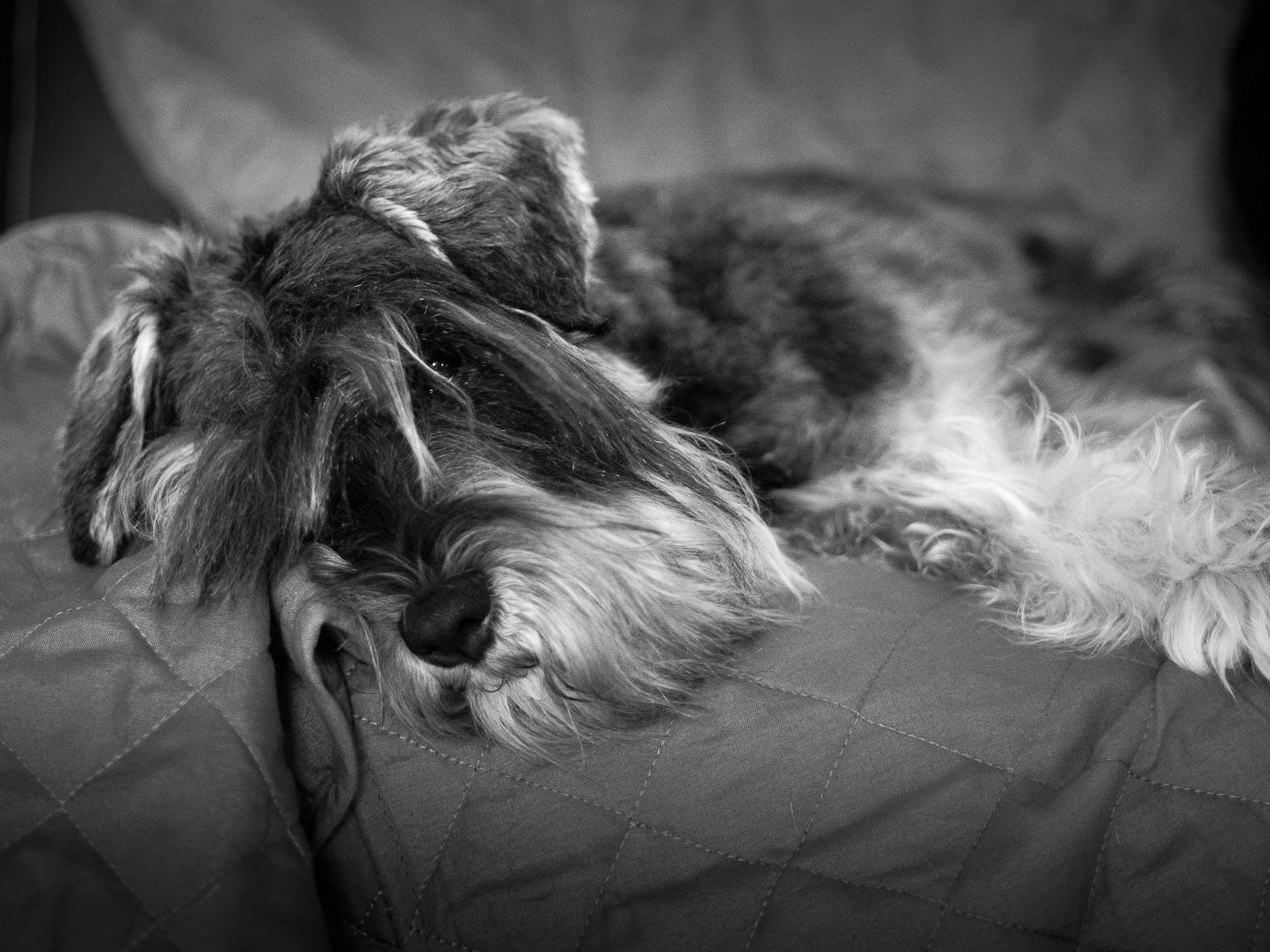 Schnauzer nano sul divano