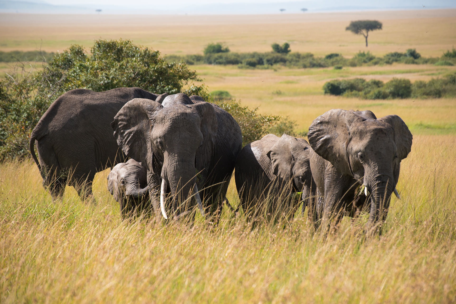 Family Matters - Masai Mara