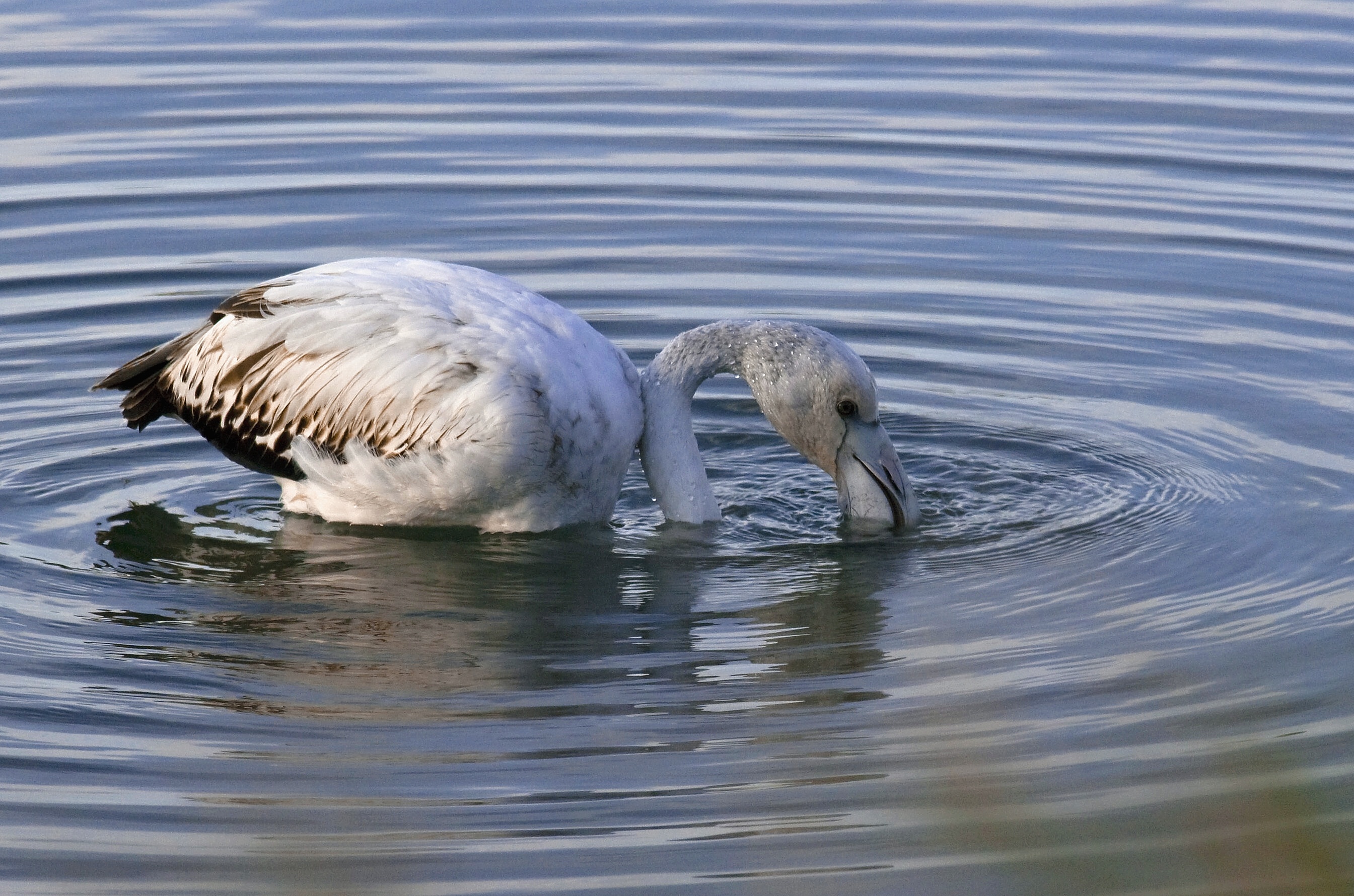 Pink flamingo Junior