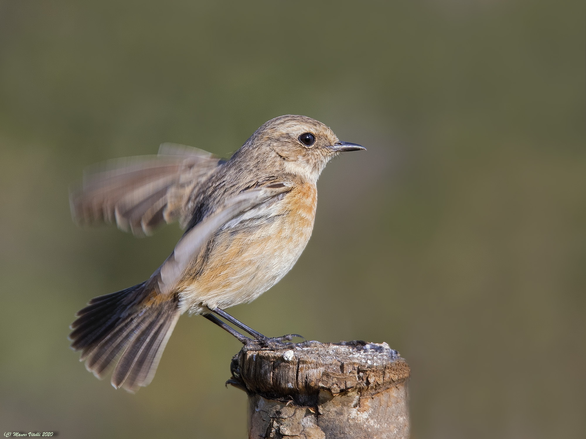 Stiaccino (Saxicola rubetra) female