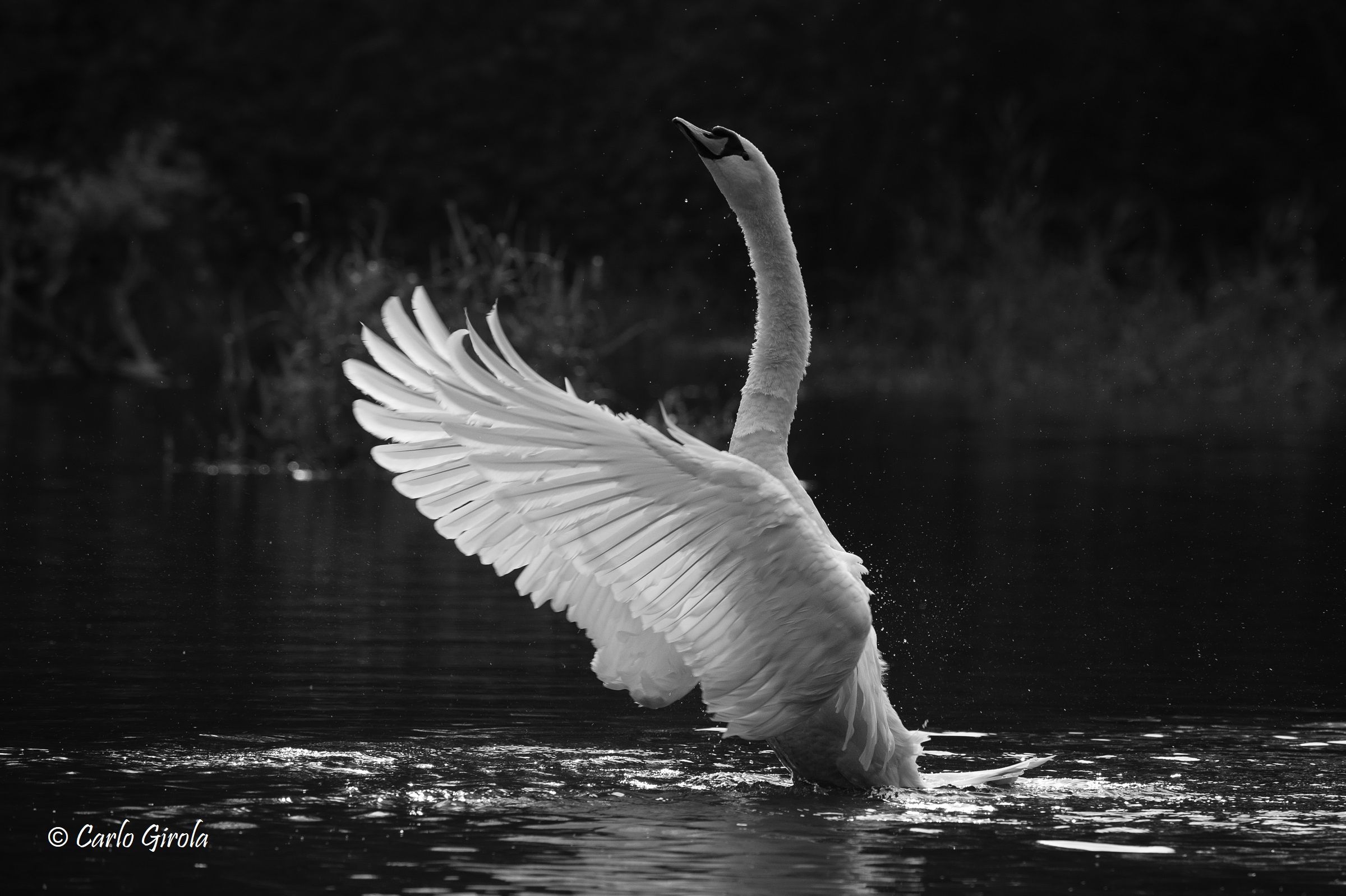 Royal Swan (Cygnus olor)