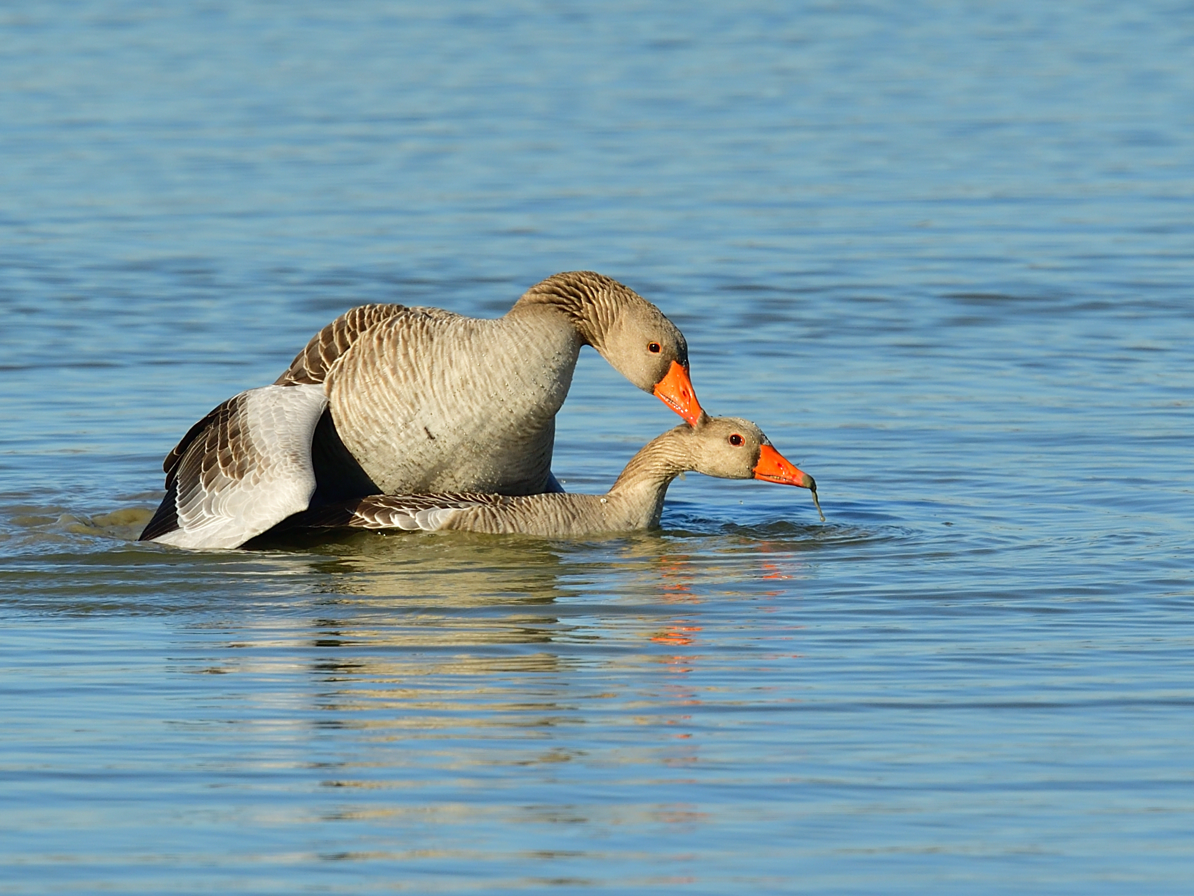 Wild geese: live spring!!!