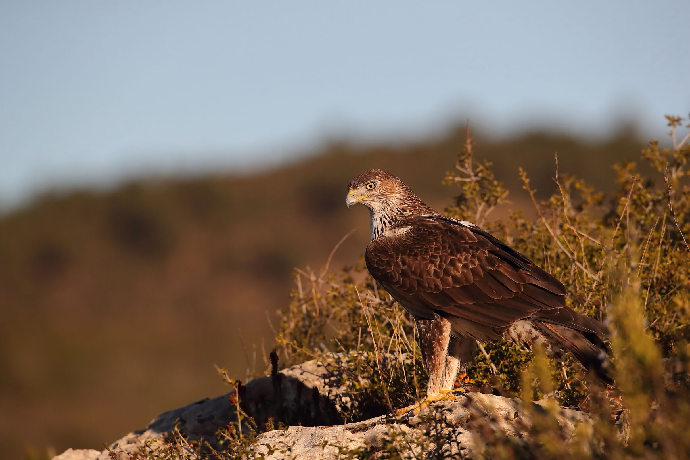 Aquila del Bonelli