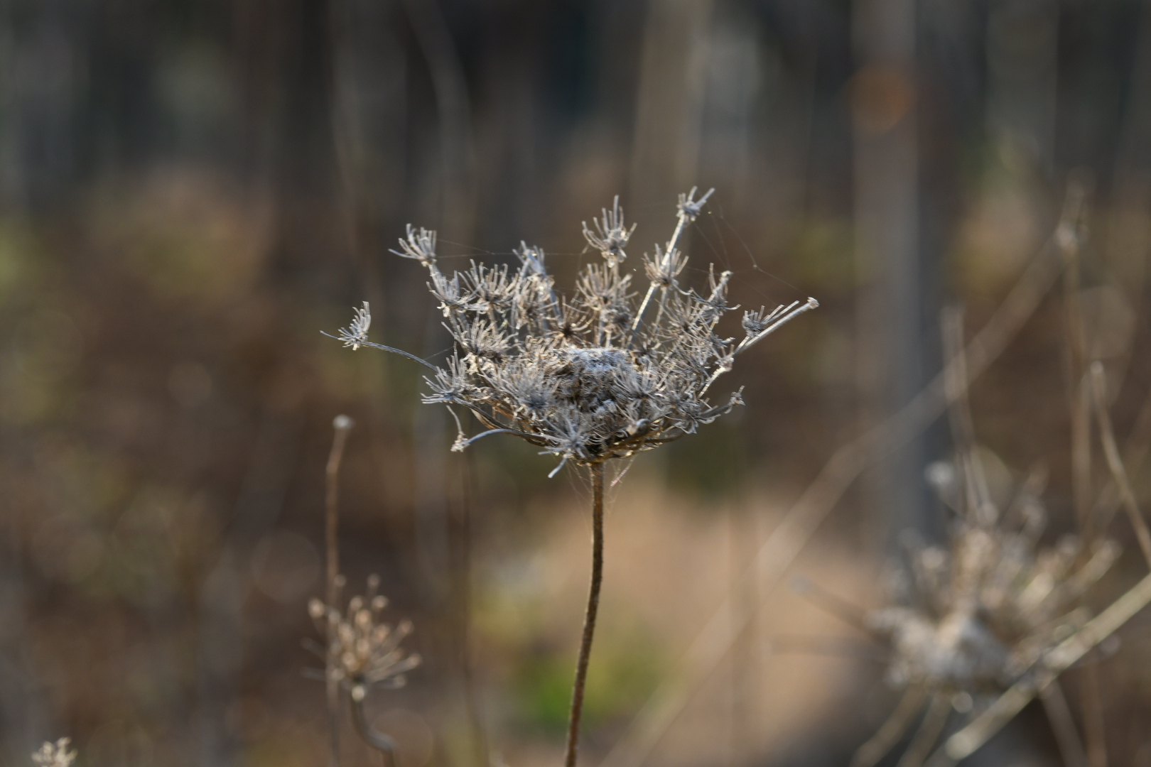 Untitled Photo