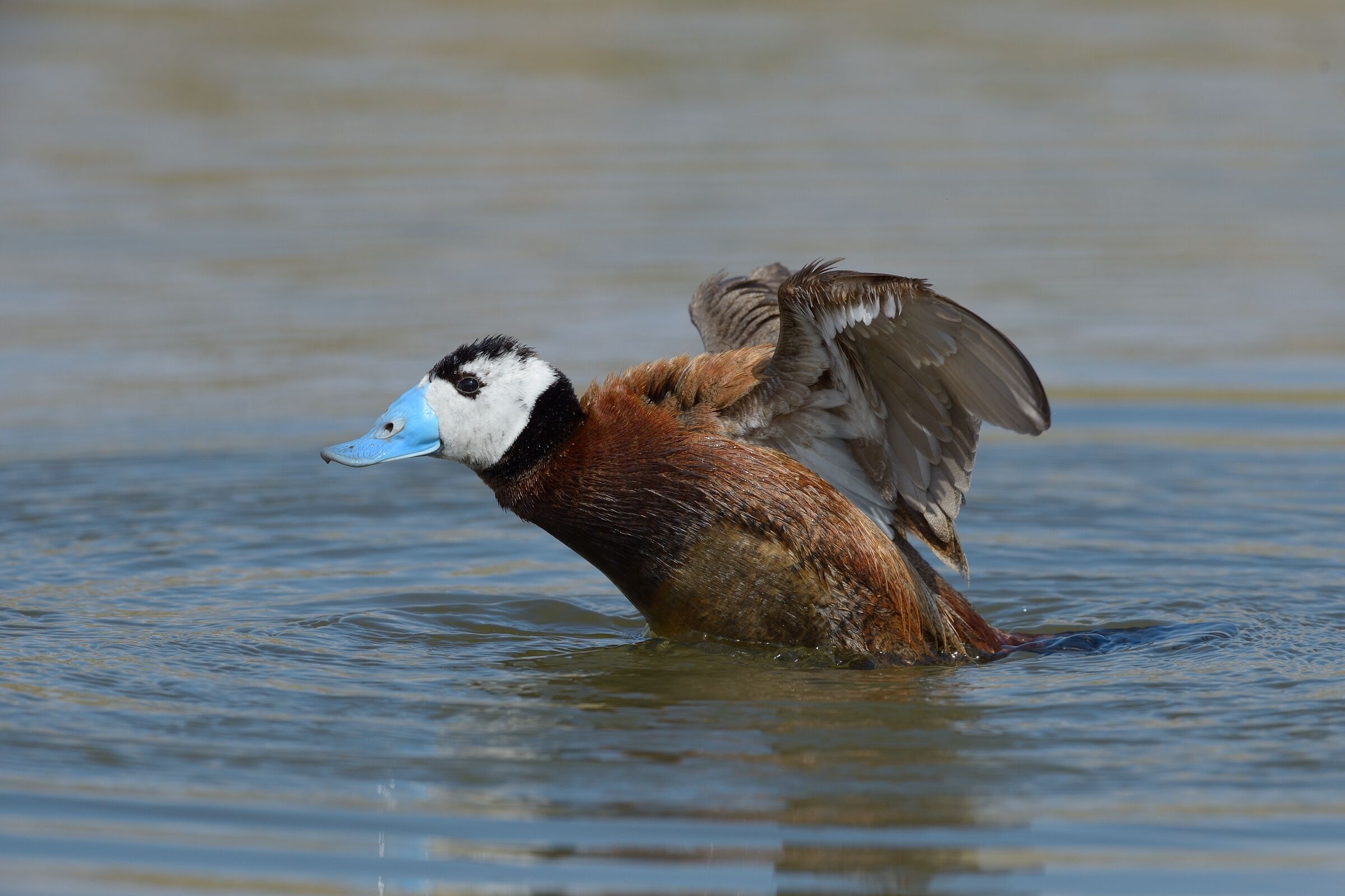 Rusty hunchback (Oxyura leucocephala)