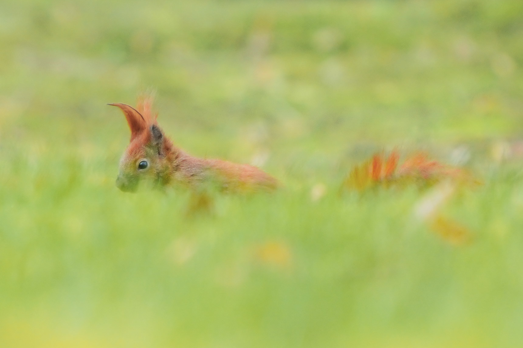 Squirreling here and there