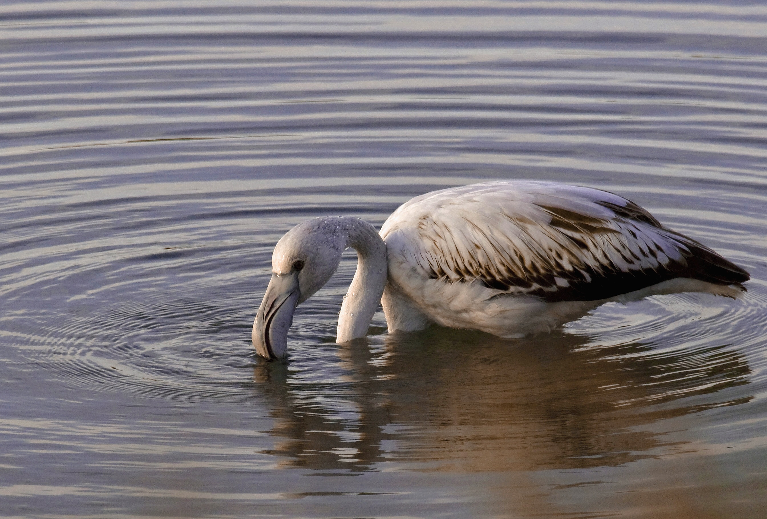 Pink Flamingo junior