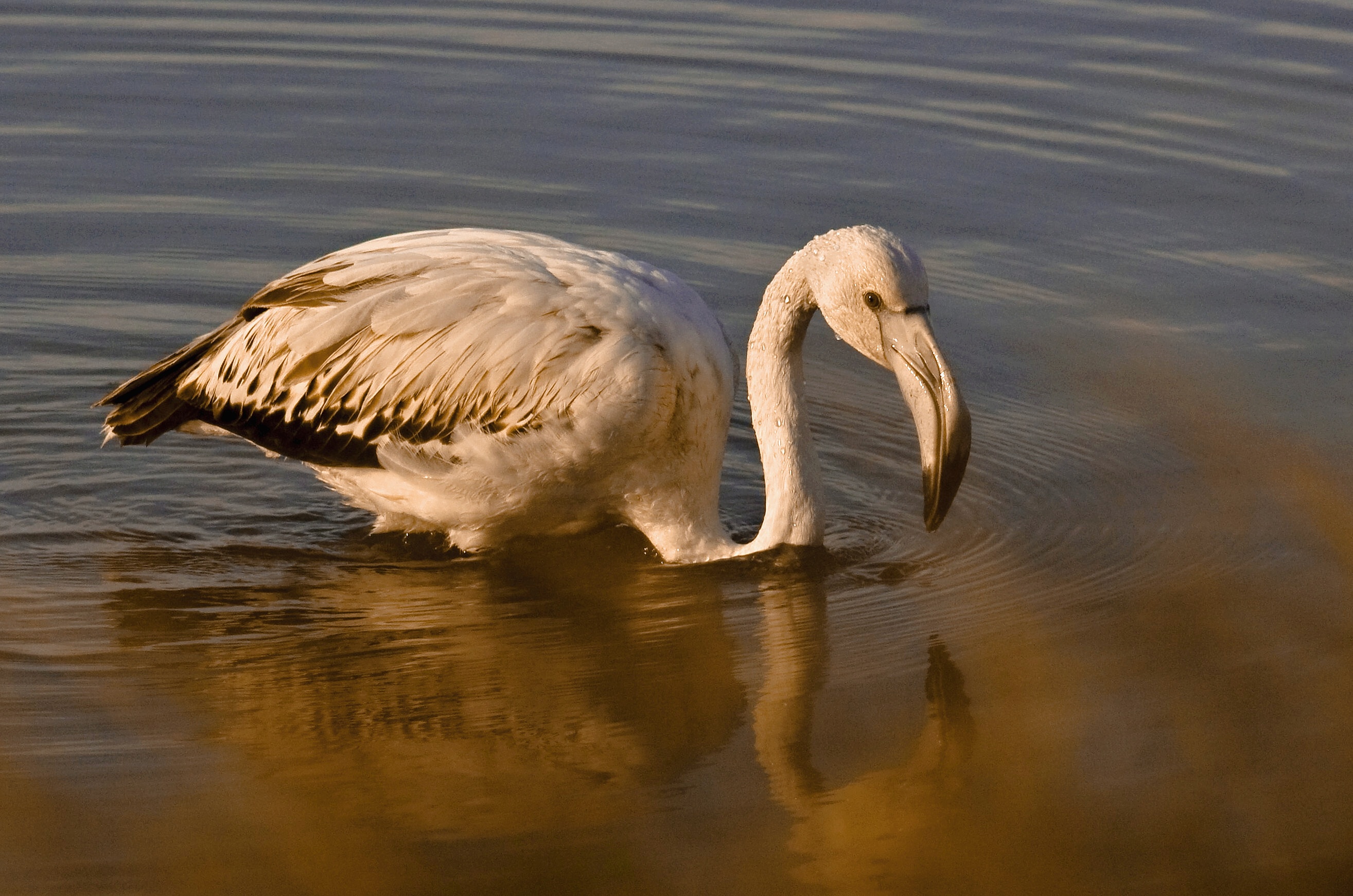Fenicottero Rosa Junior