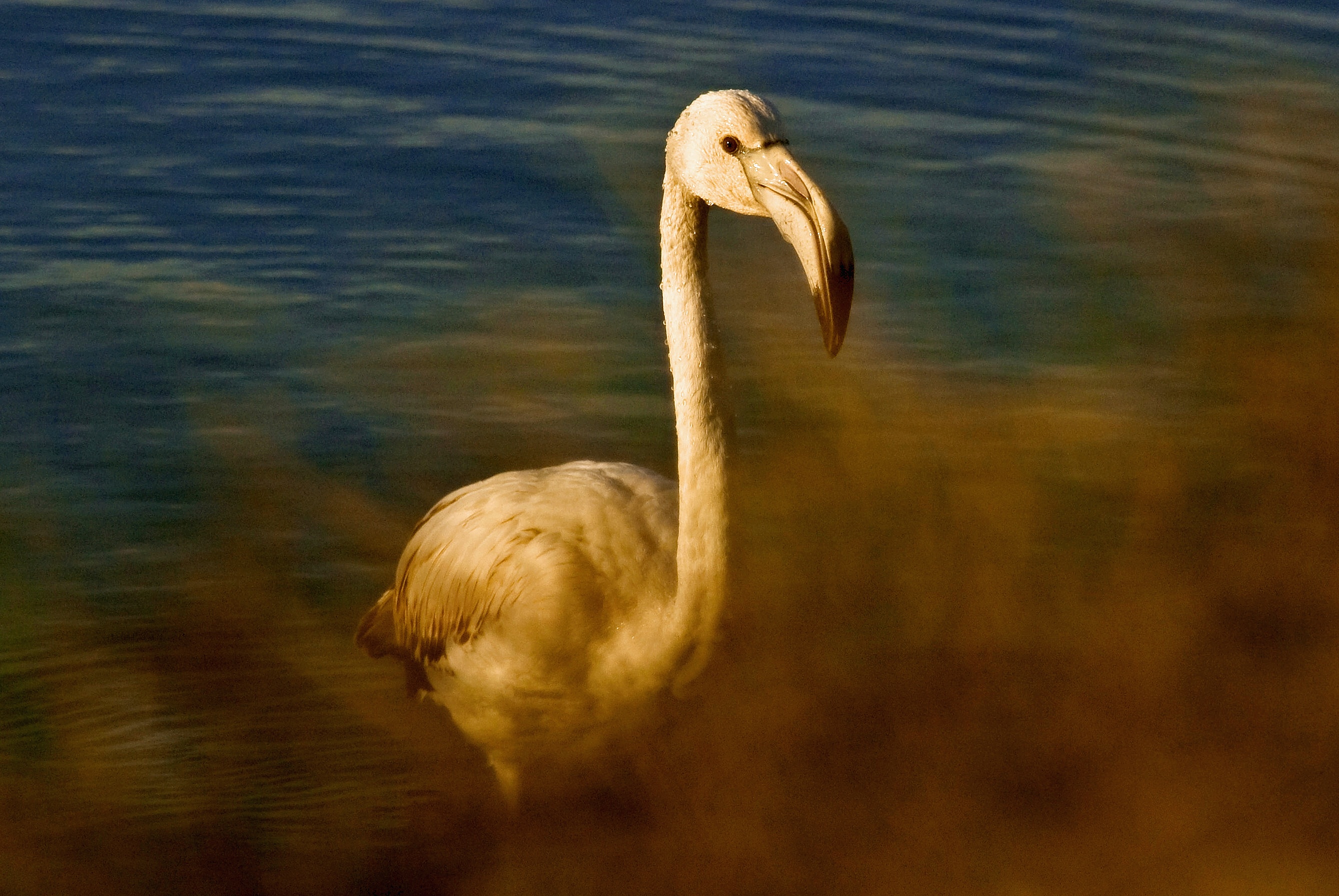 Pink Flamingo Junior. Portrait