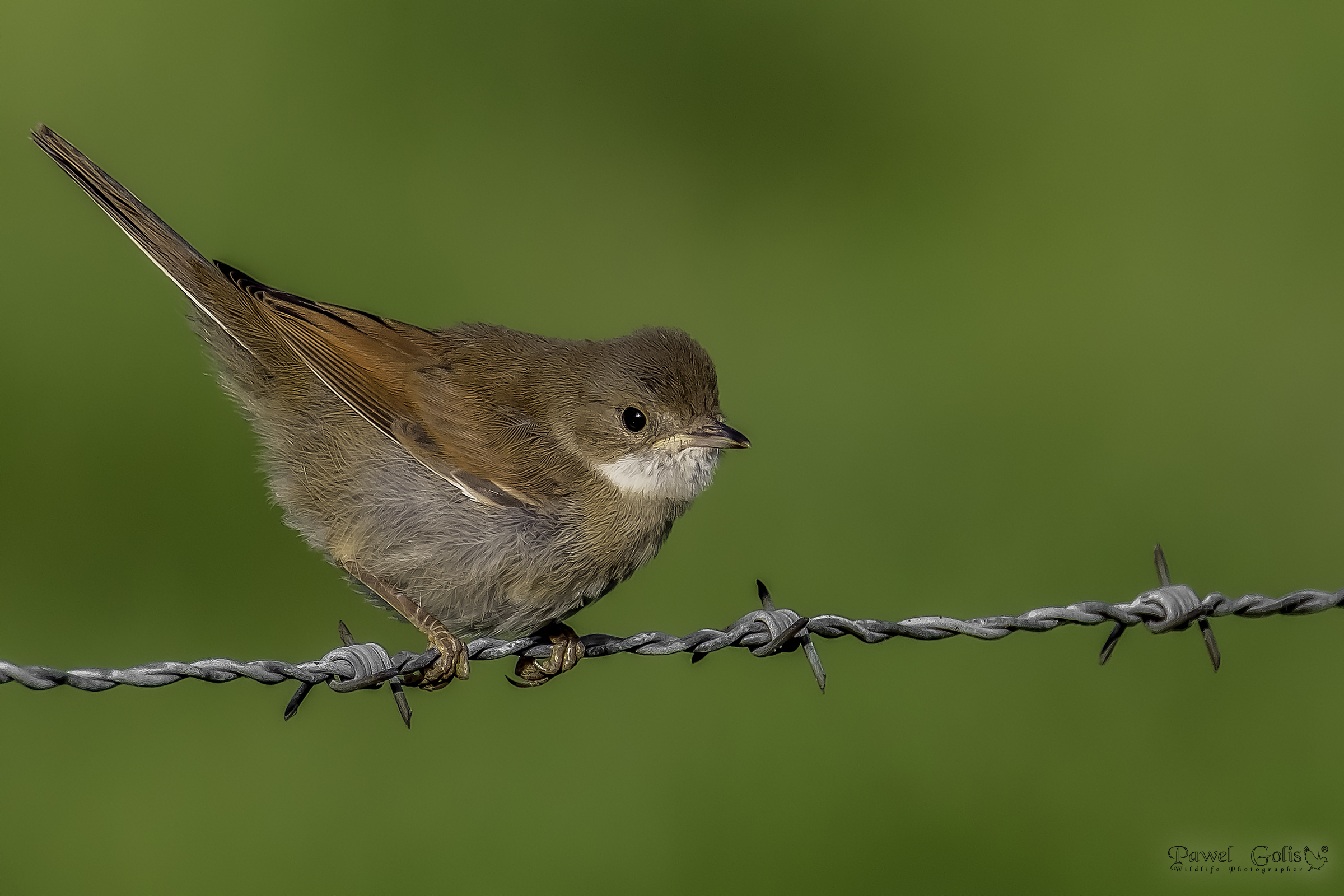 Gola Bianca comune (Sylvia communis)