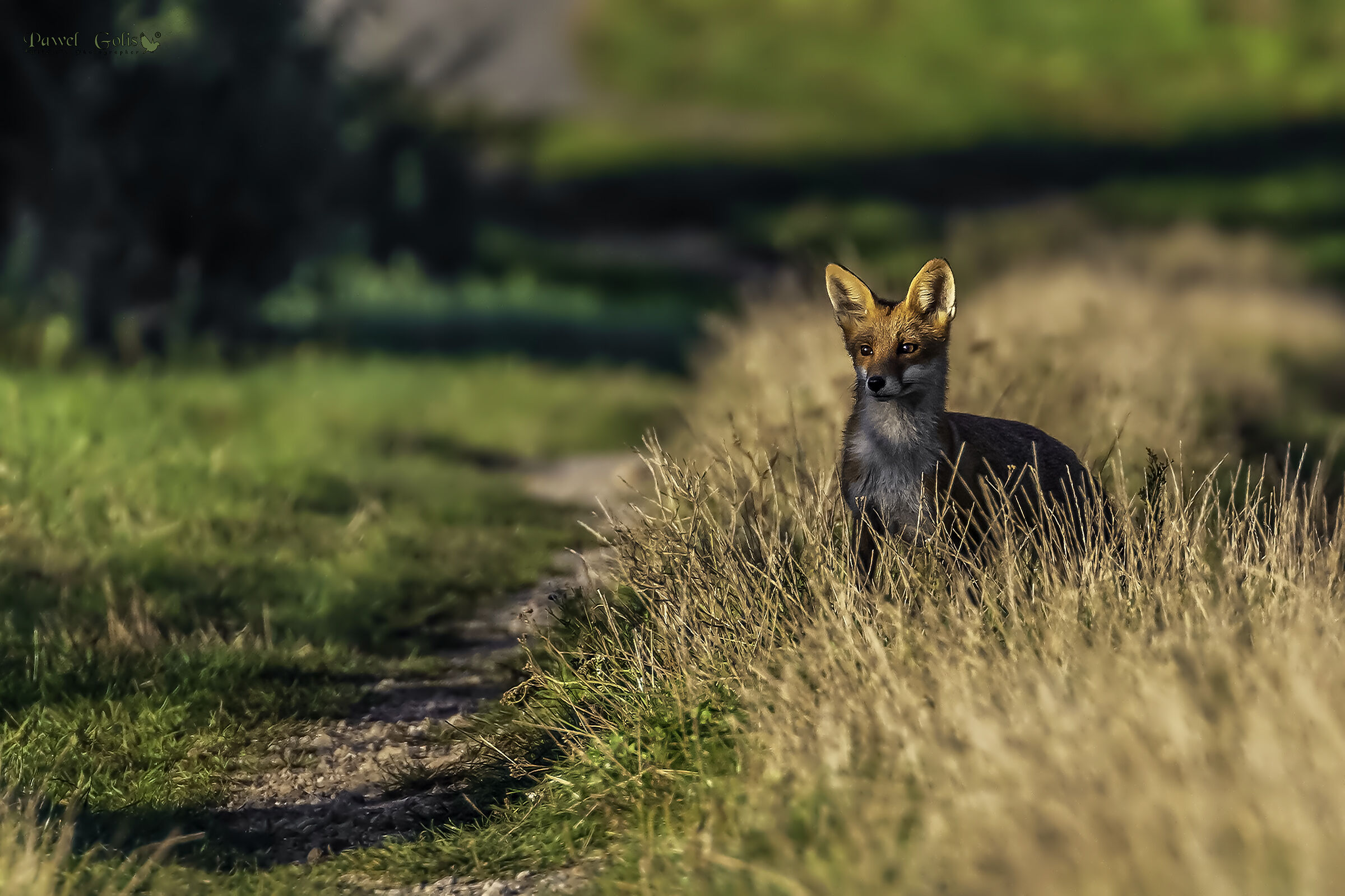 Volpe rossa (Vulpes vulpes)