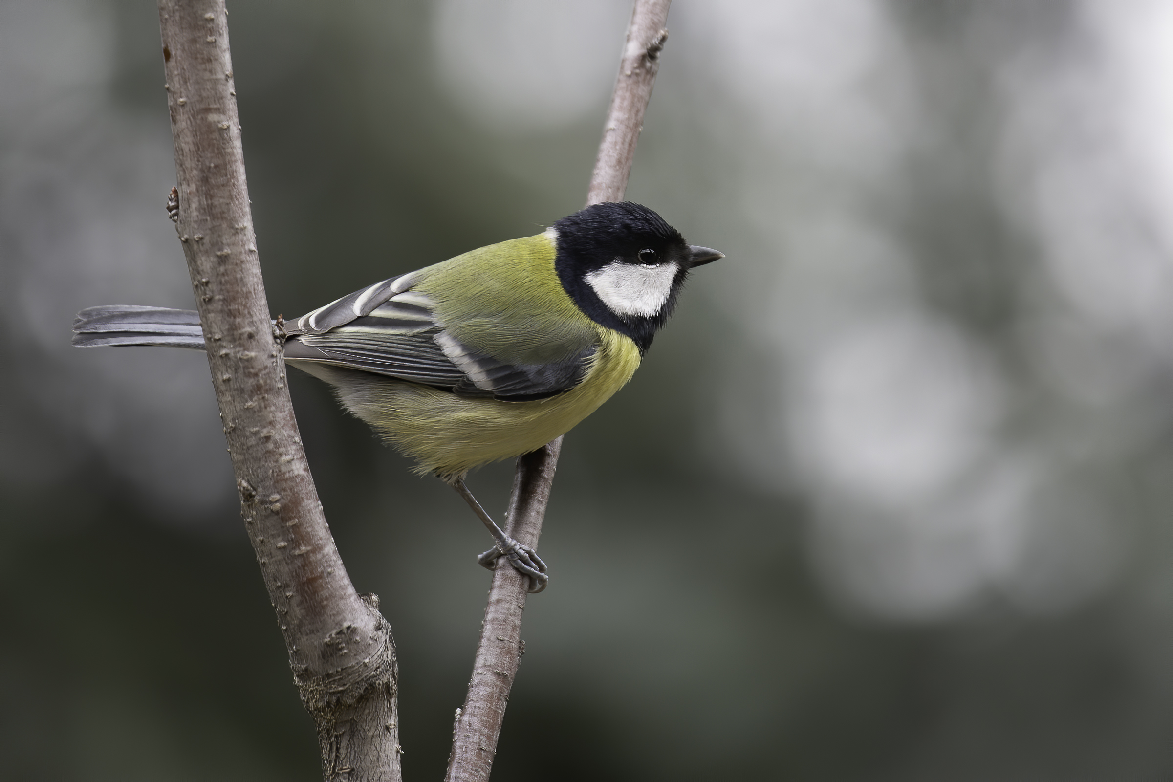 cherry-in-the-tincia.