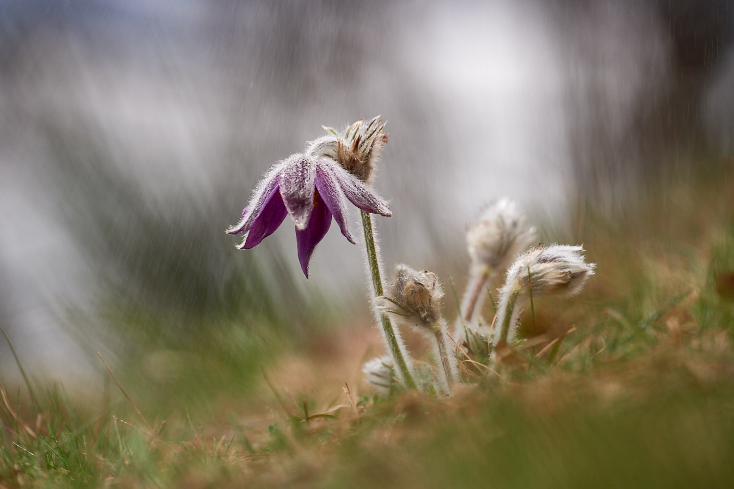Pulsatilla