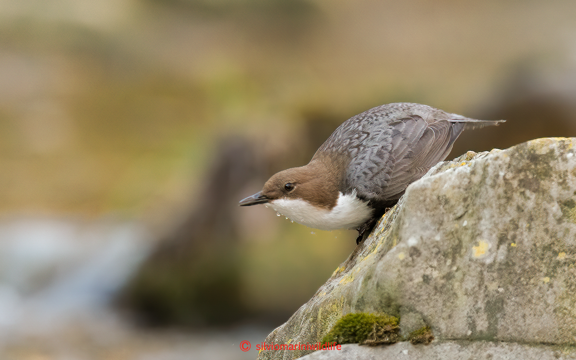 Merlo acquaiolo (Cinclus cinclus)
