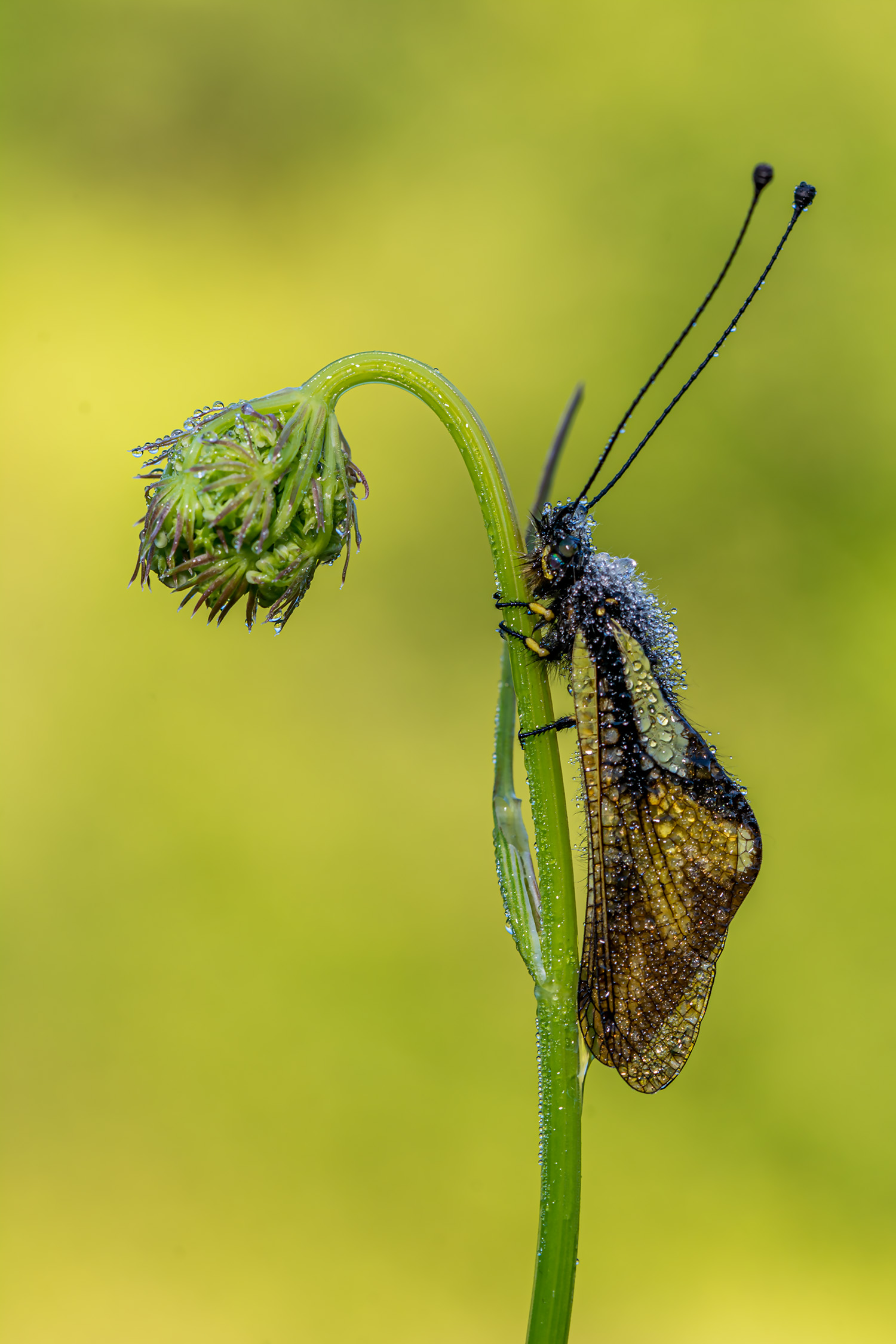 Libelloides coccajus