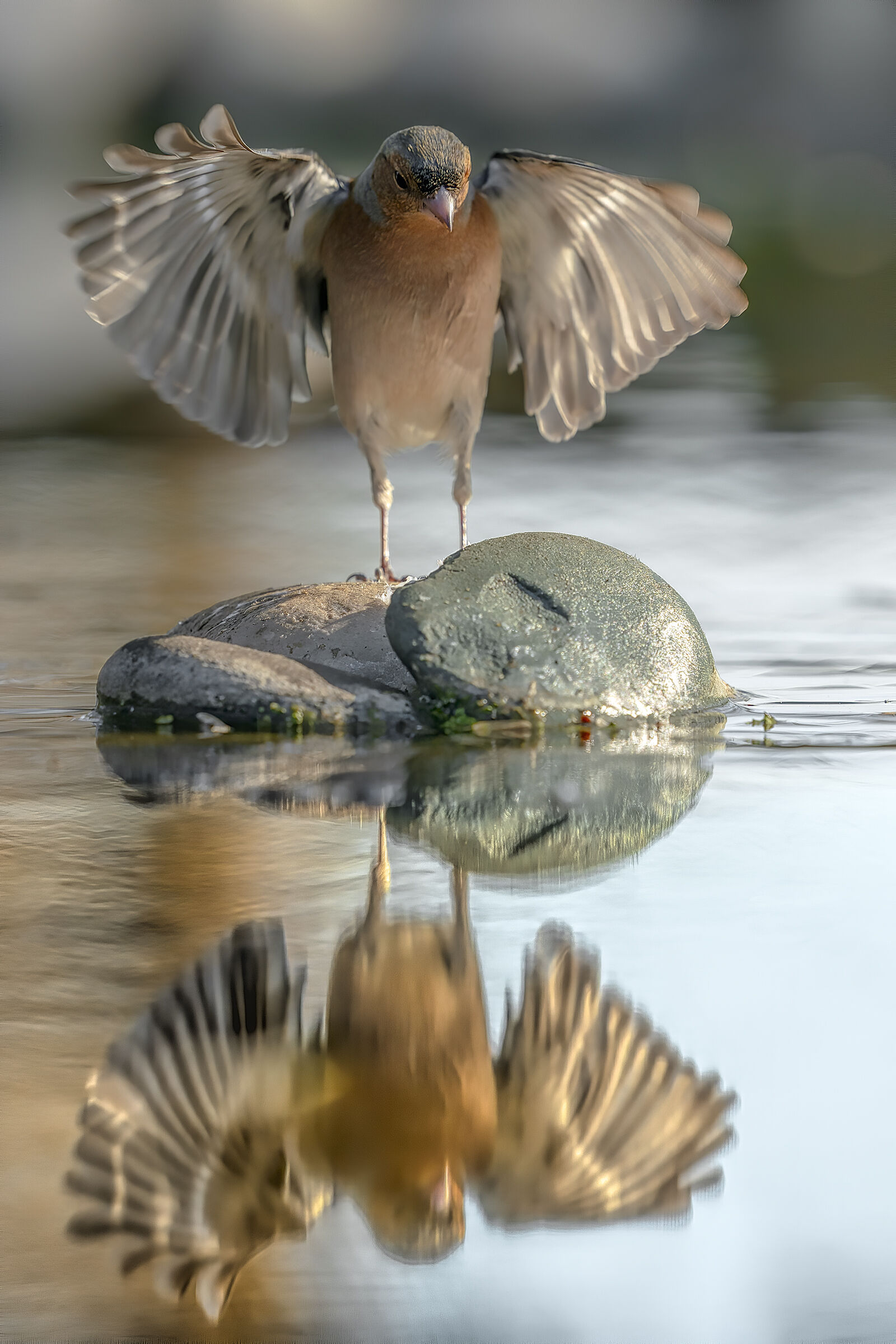 fringuello atterraggio