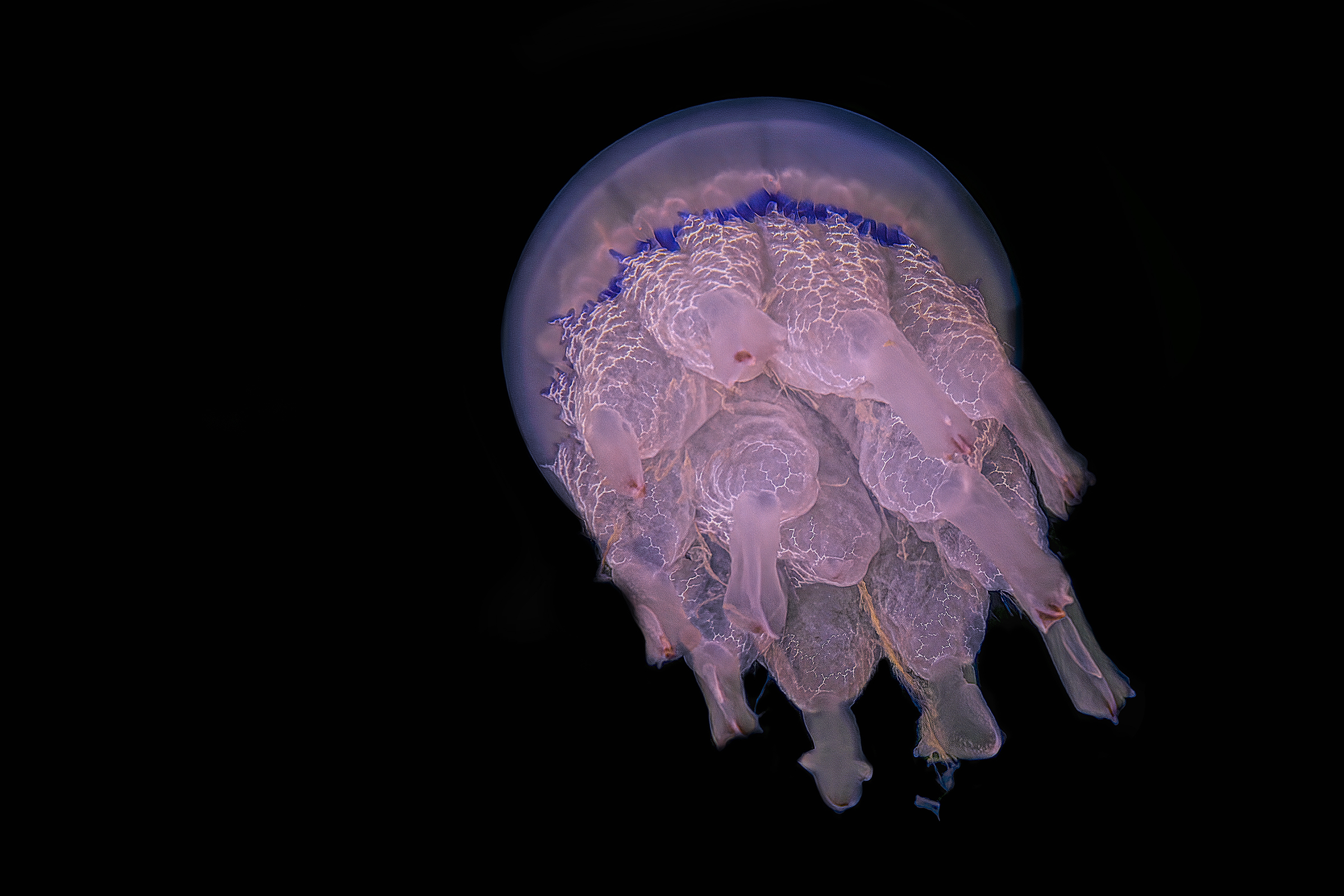 " Rhizostoma flea jellyfish