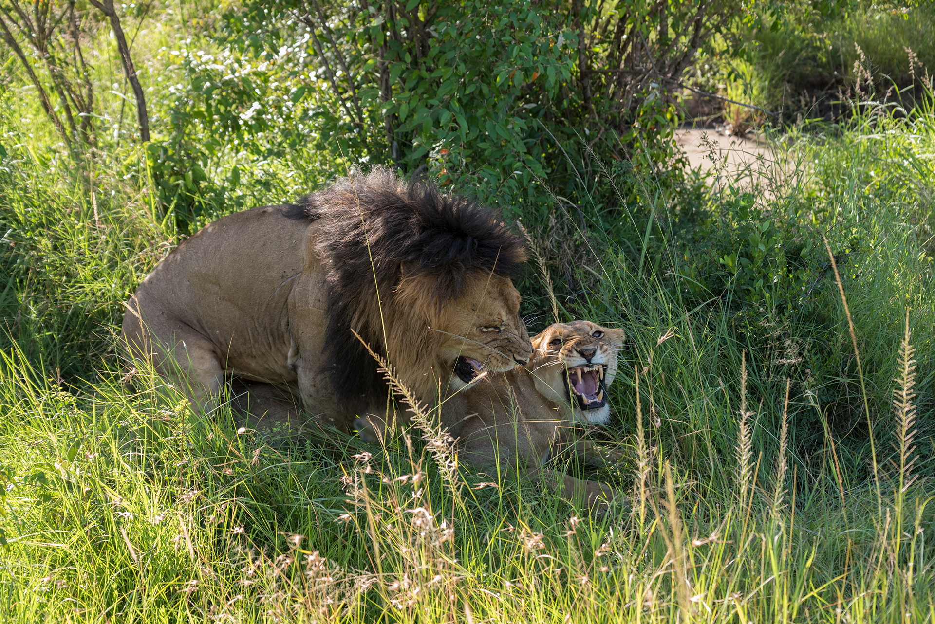 Intimacy Violated - Masai Mara