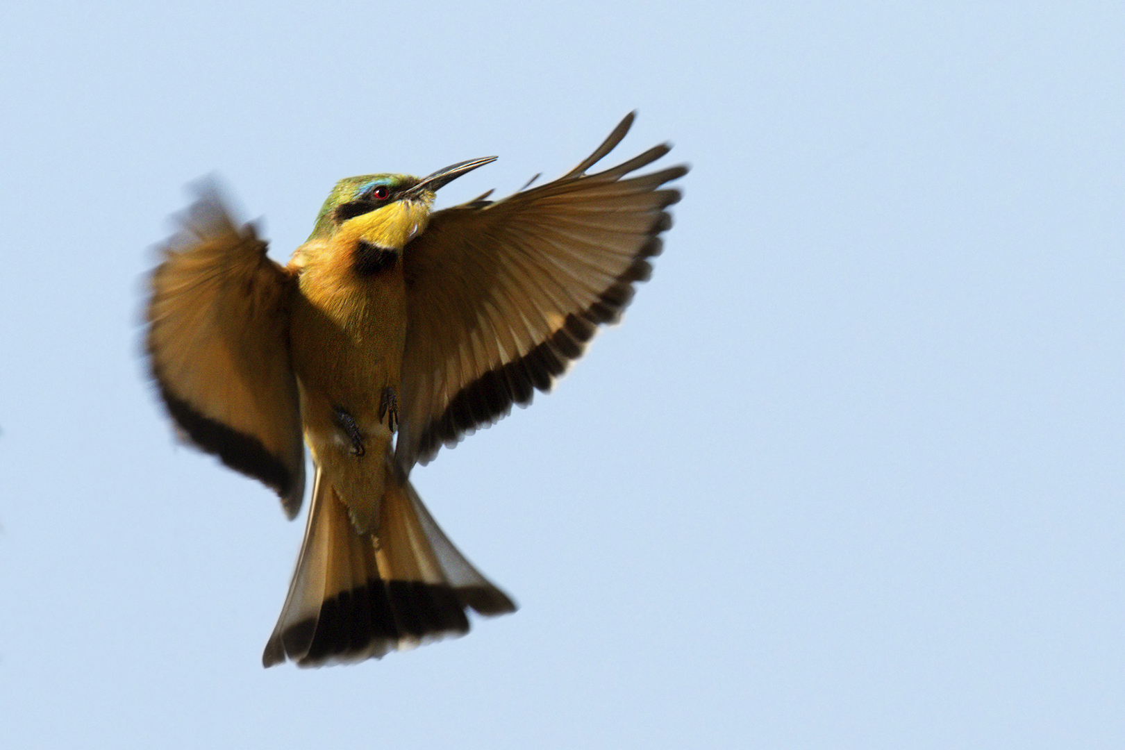 Little bee eater (Merops pusillus)