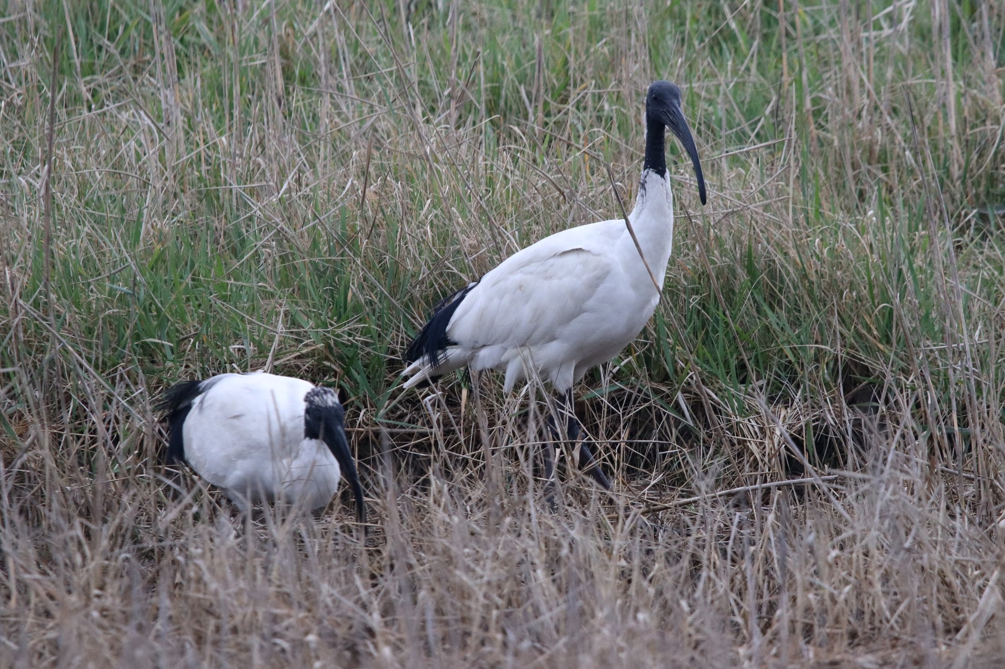 Sacred Ibis