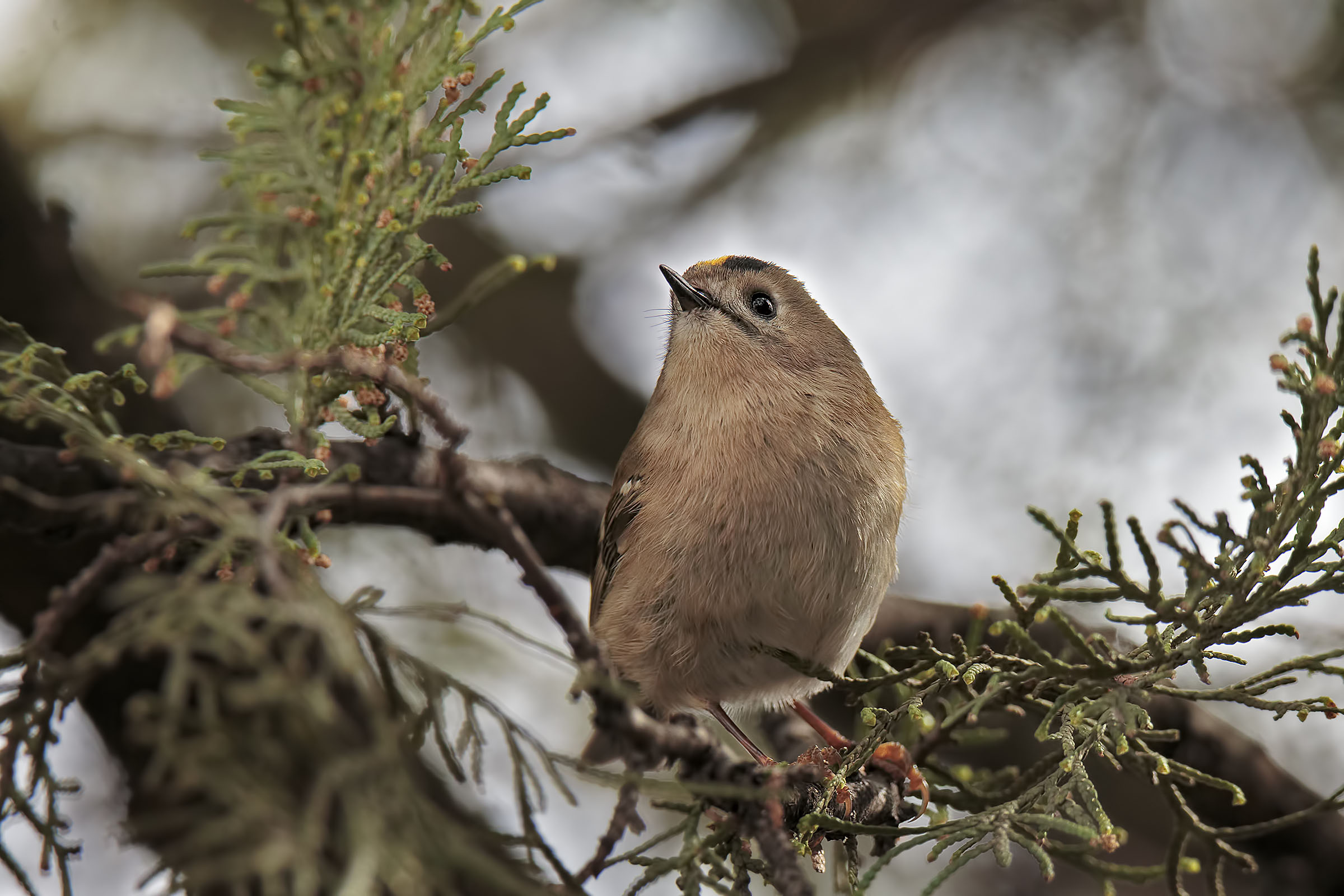 Il vicino di casa (Regolo)